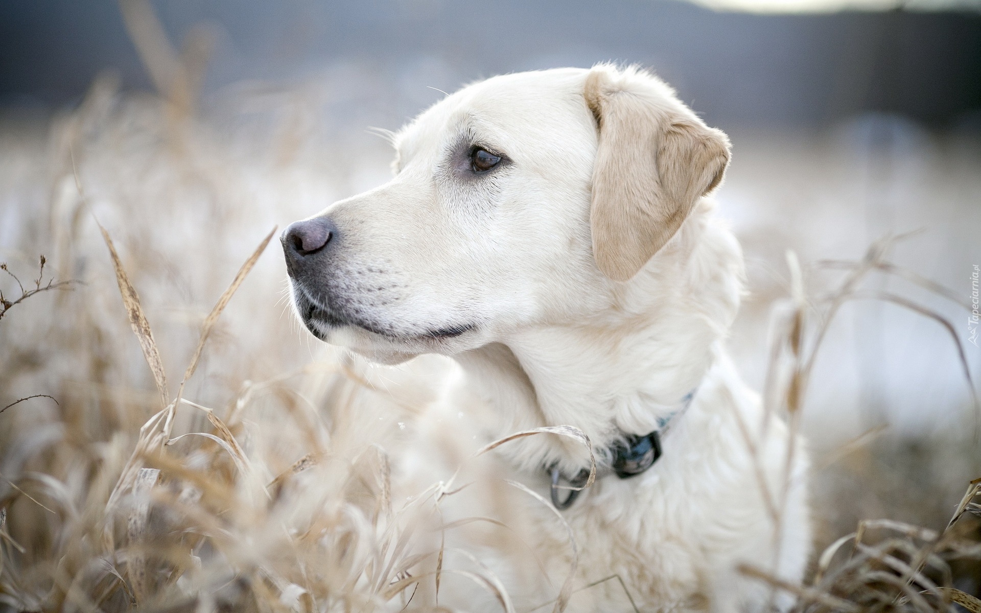 Pies, Labrador, Retriever