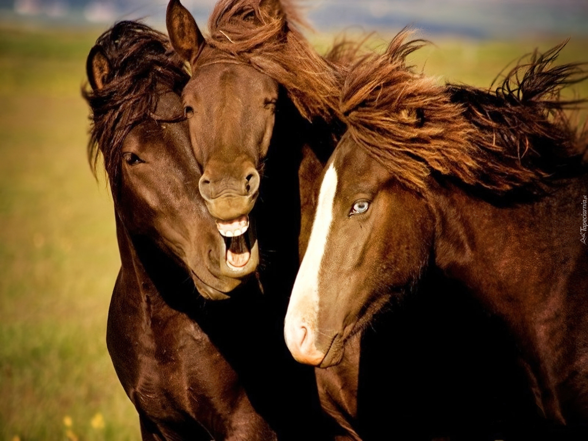 Коня споем. Лошадь. Животные лошади. Красивые лошадки. Очень красивые лошади.