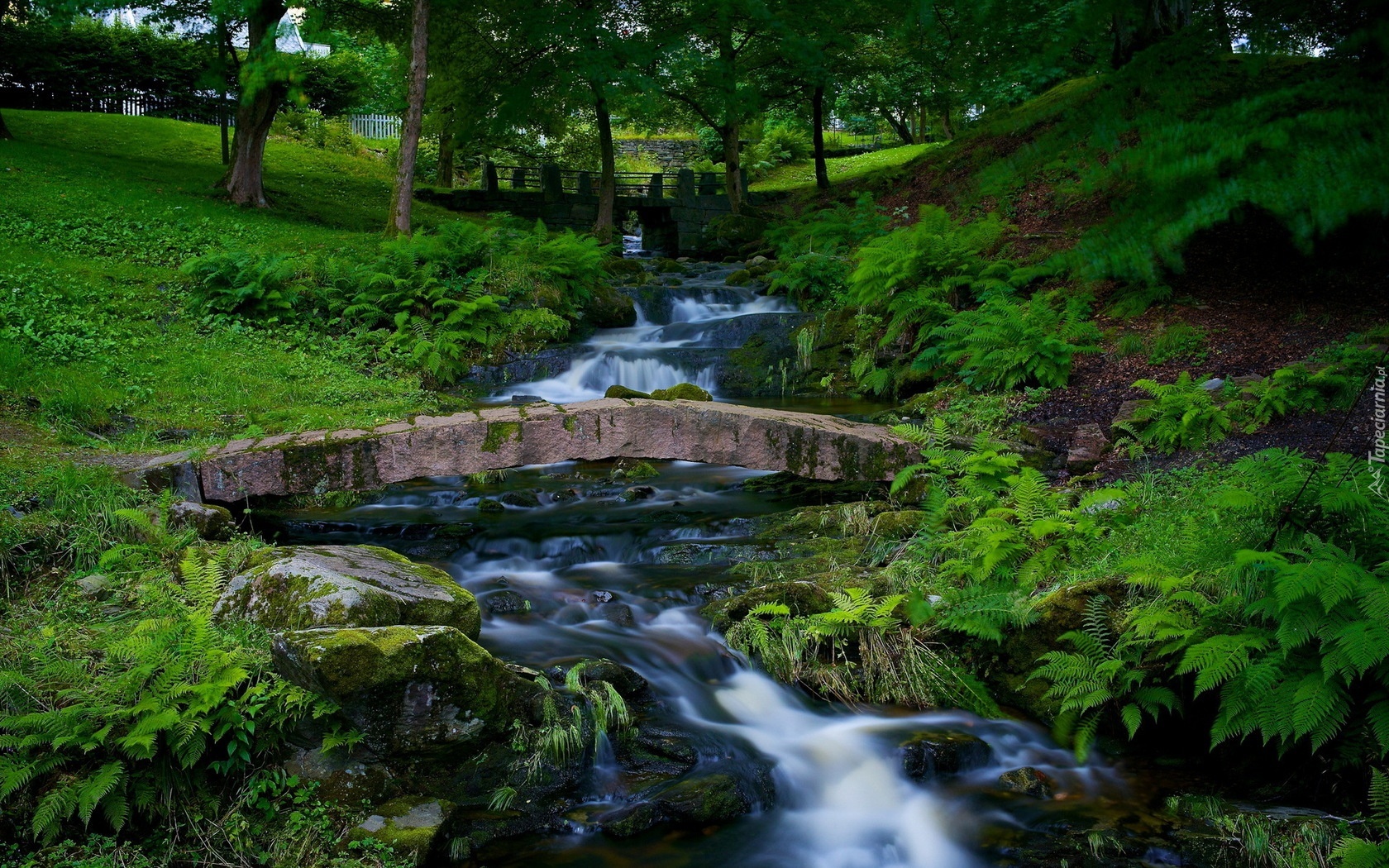 Park, Rzeczka, Paprocie, Mostek, Drzewa