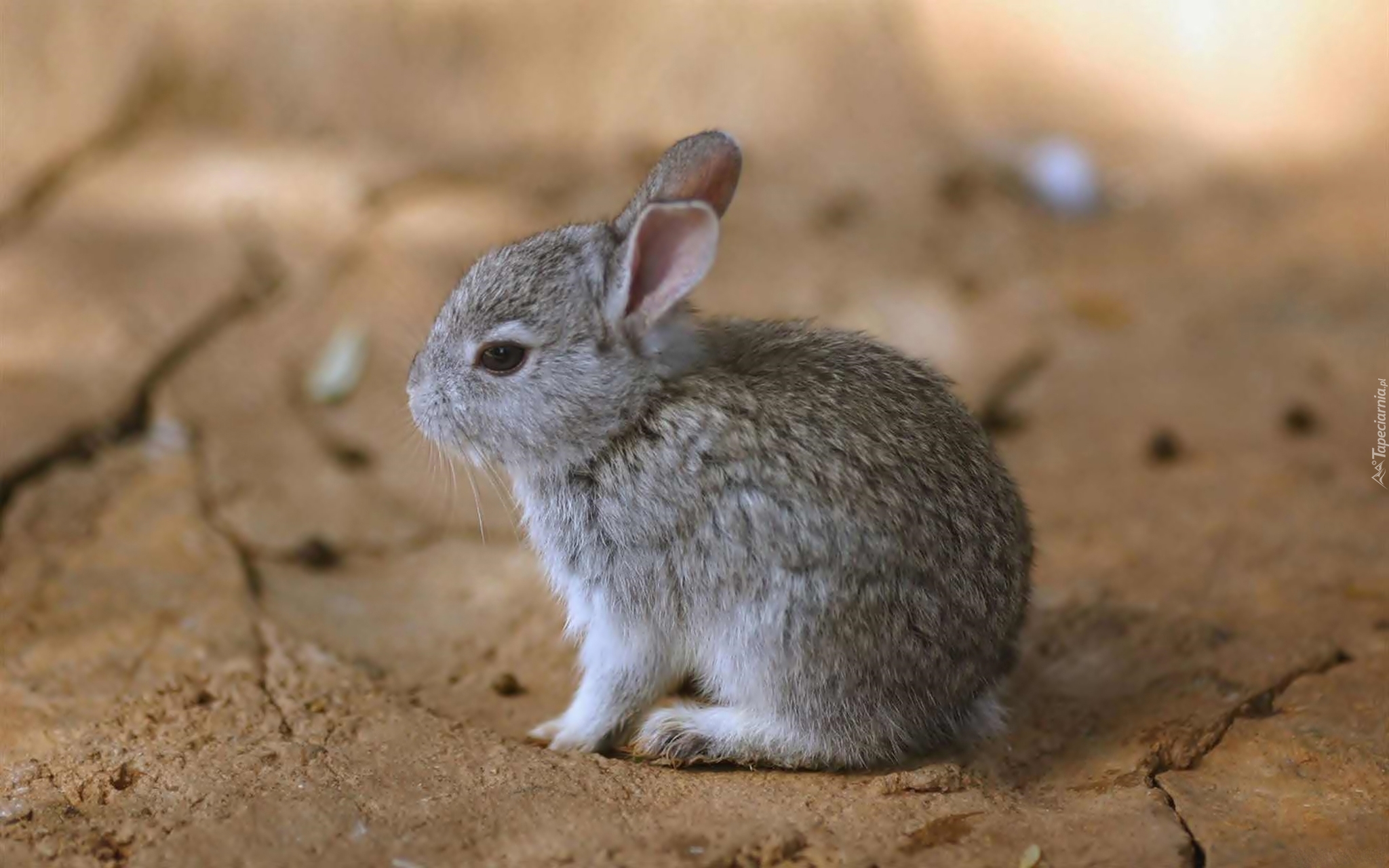 Маленький серый кролик. Тушканчик серый. Тушканчик зайцеобразные. Бесхвостый кролик. Айдахский кролик.