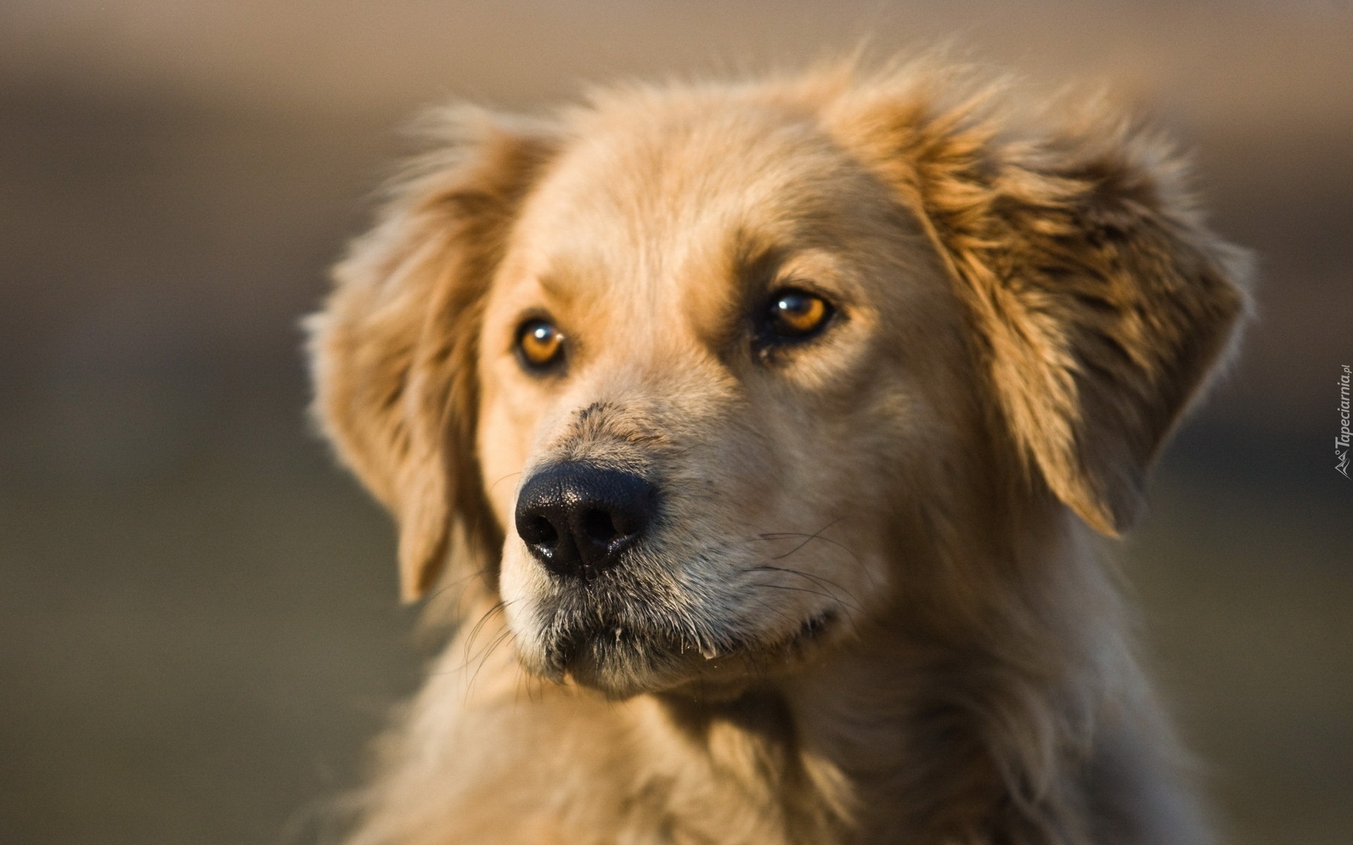 Pies, Mordka, Golden Retriever