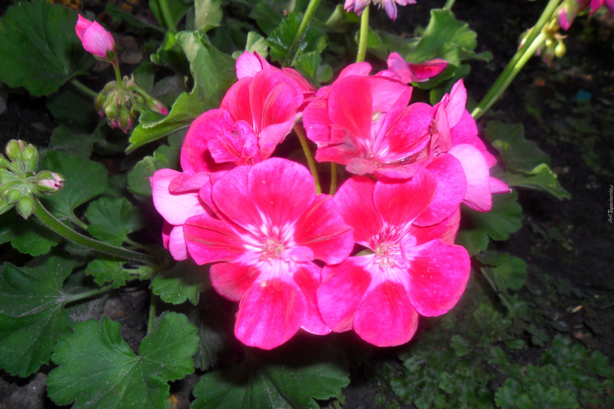 Różowa, Pelargonia