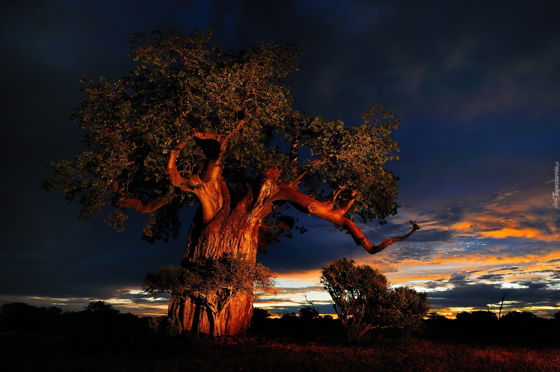 Baobab, Chmury, Zachód Słońca