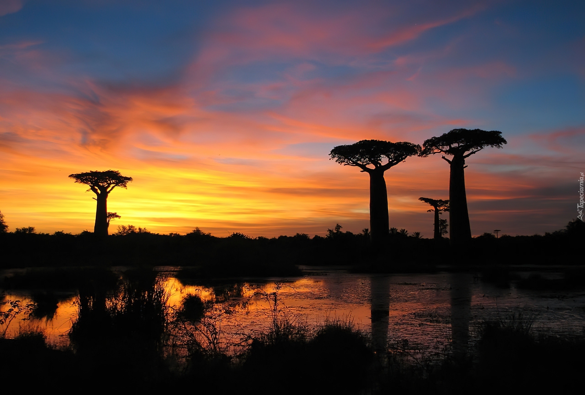 Baobab, Jezioro, Zachód Słońca