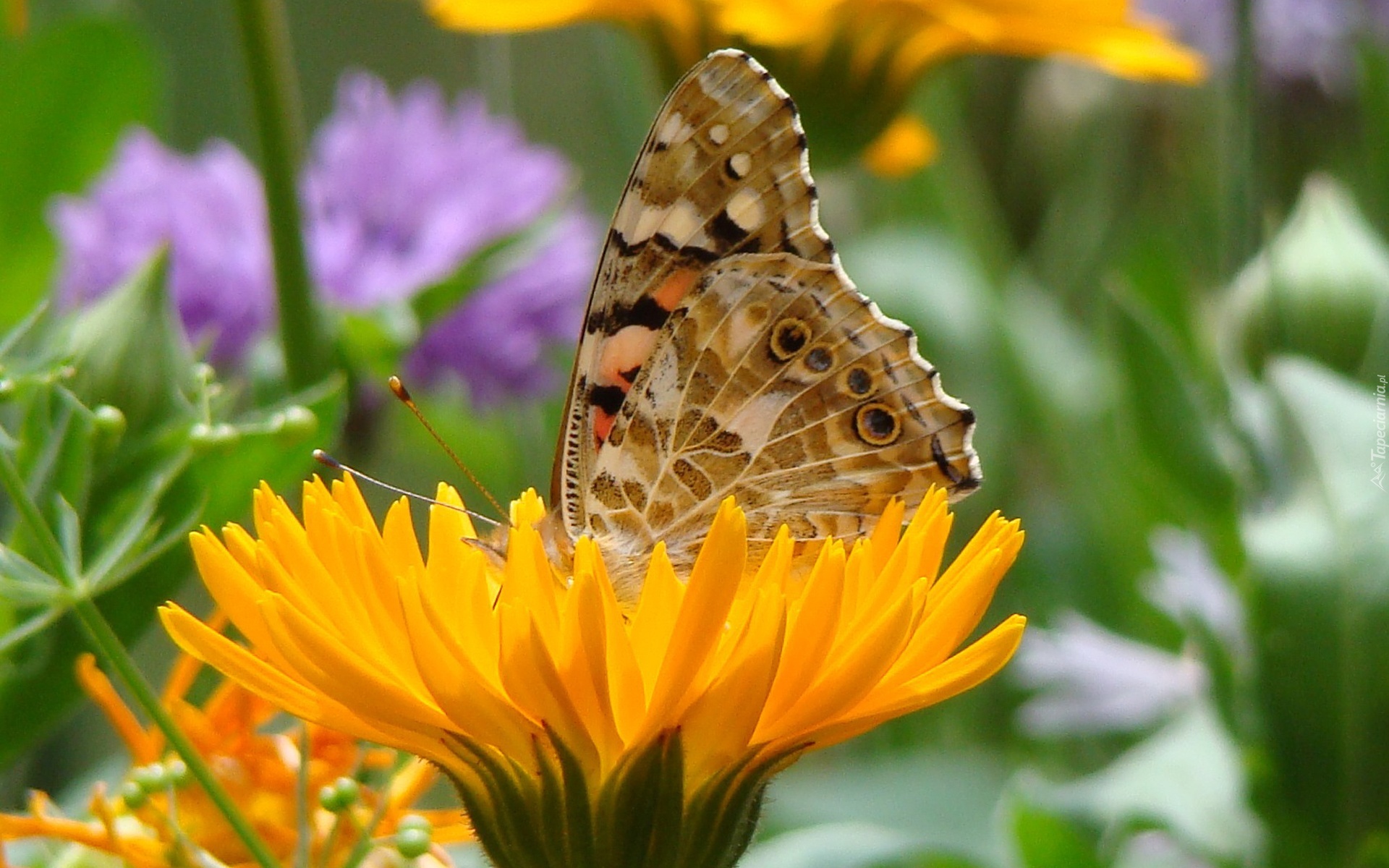 Motyl, Kwiat, Mniszek