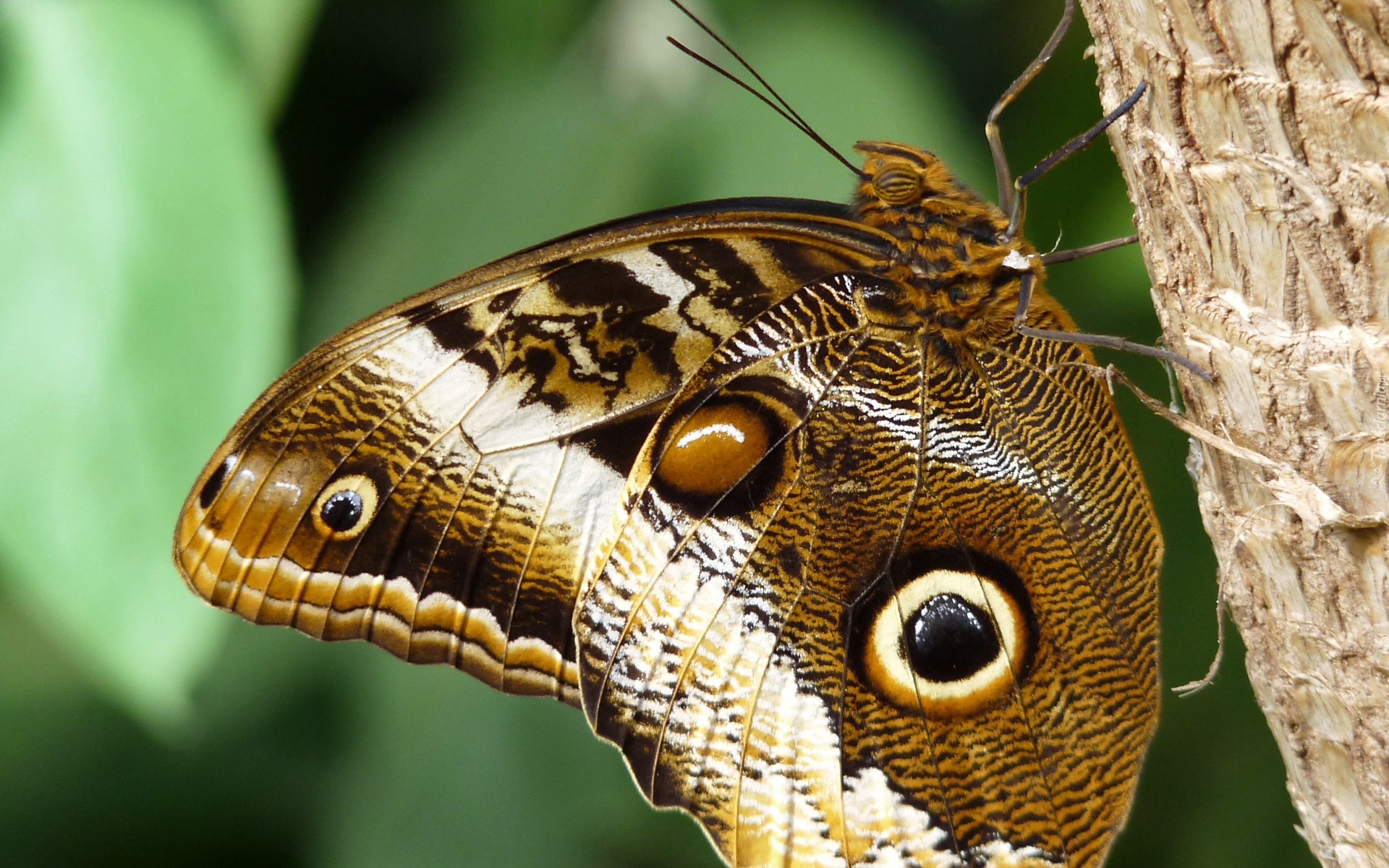 Motyl, Skrzydła, Oka