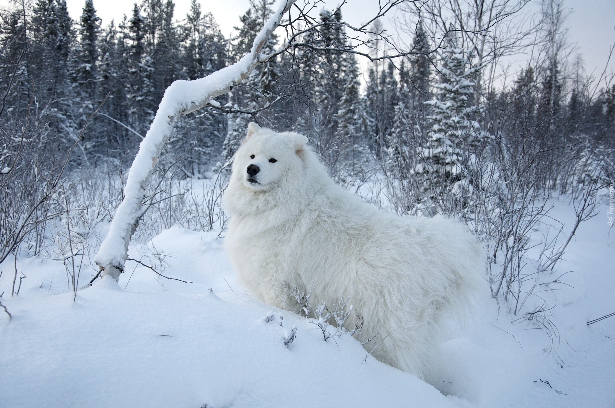 Zima, Lasek, Biały, Pies, Samojed