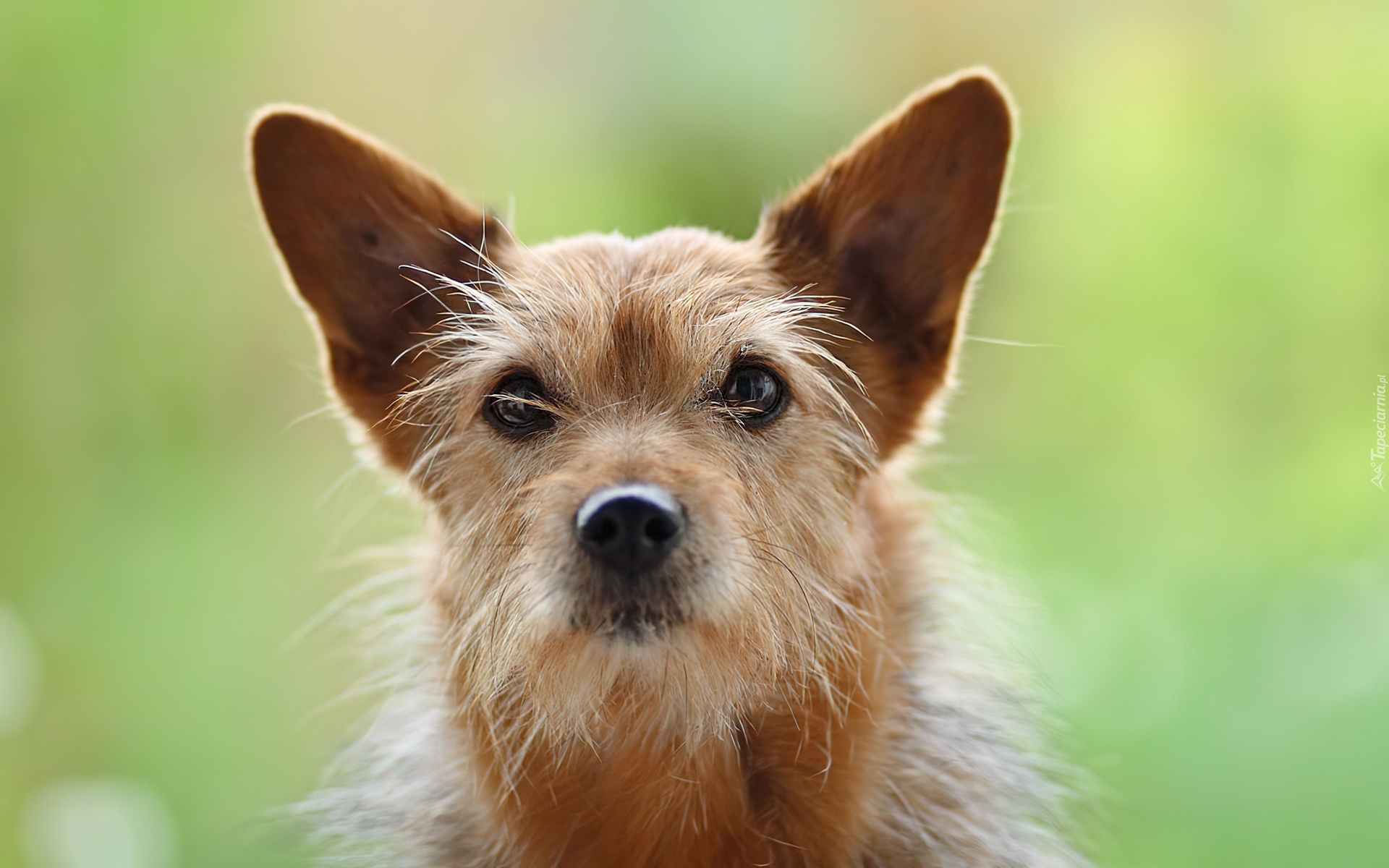 Piesek, Norwich terrier