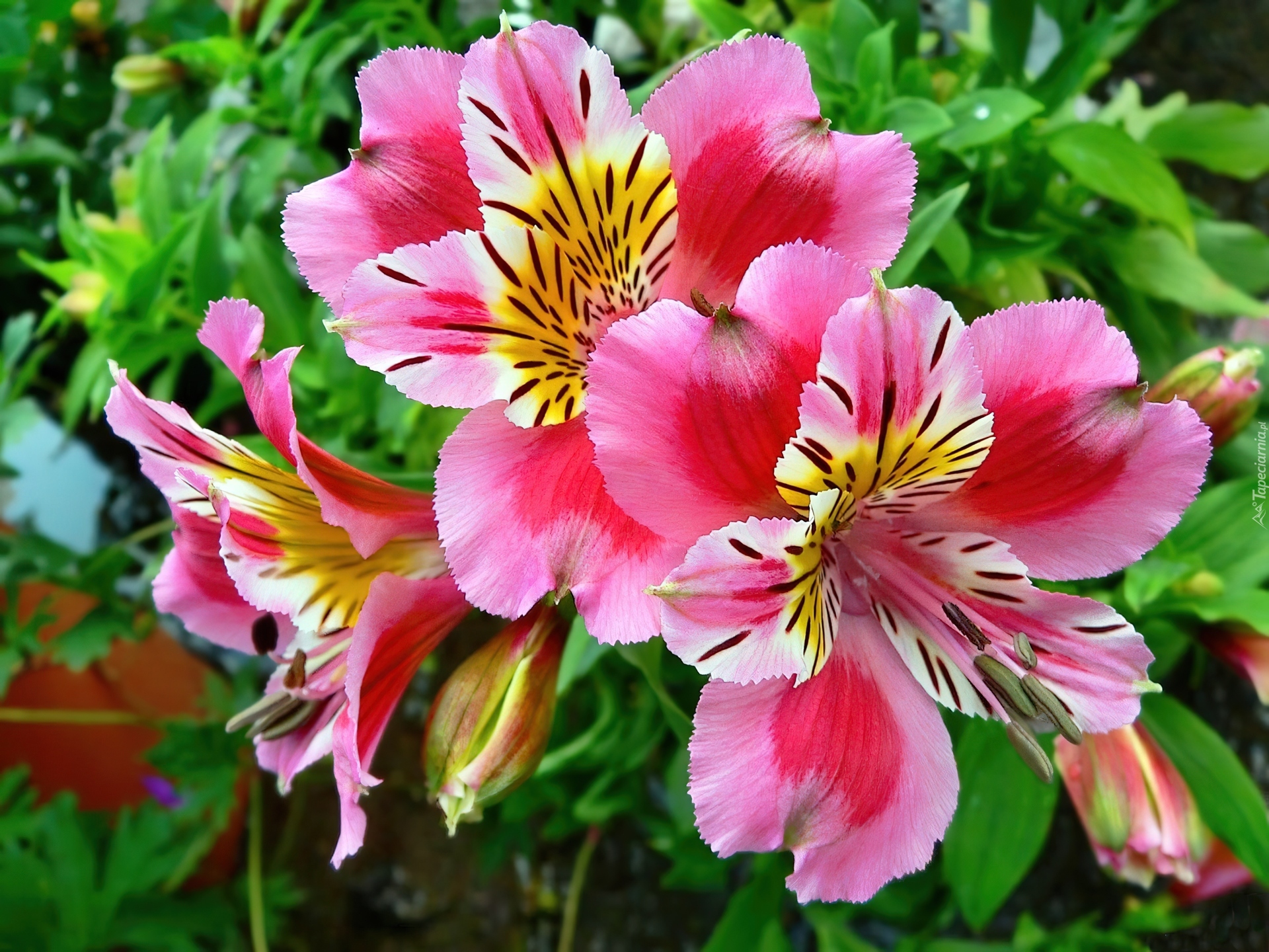 Kwiaty, Różowa, Alstroemeria