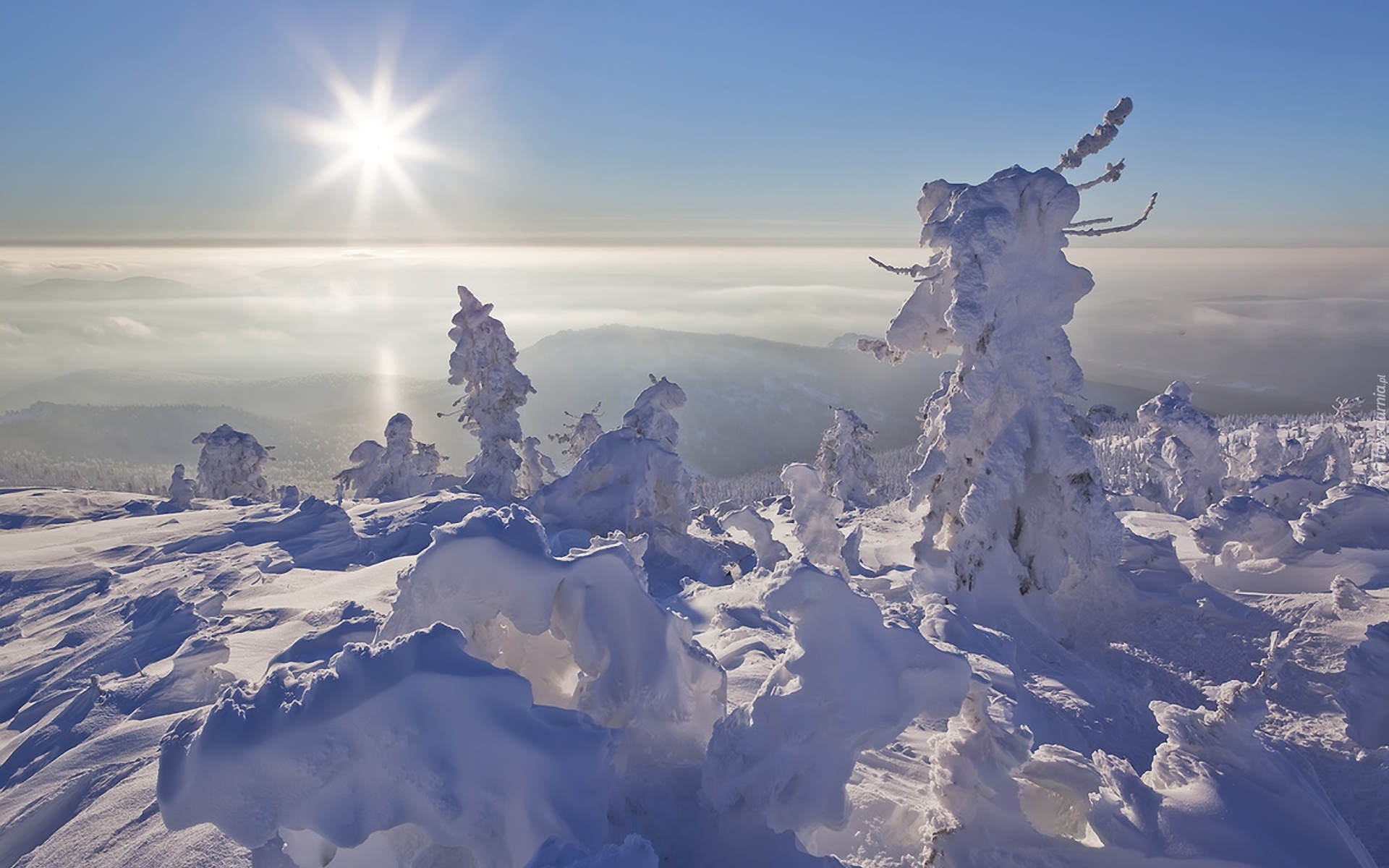 Drzewa, Góry, Śnieg, Słońce