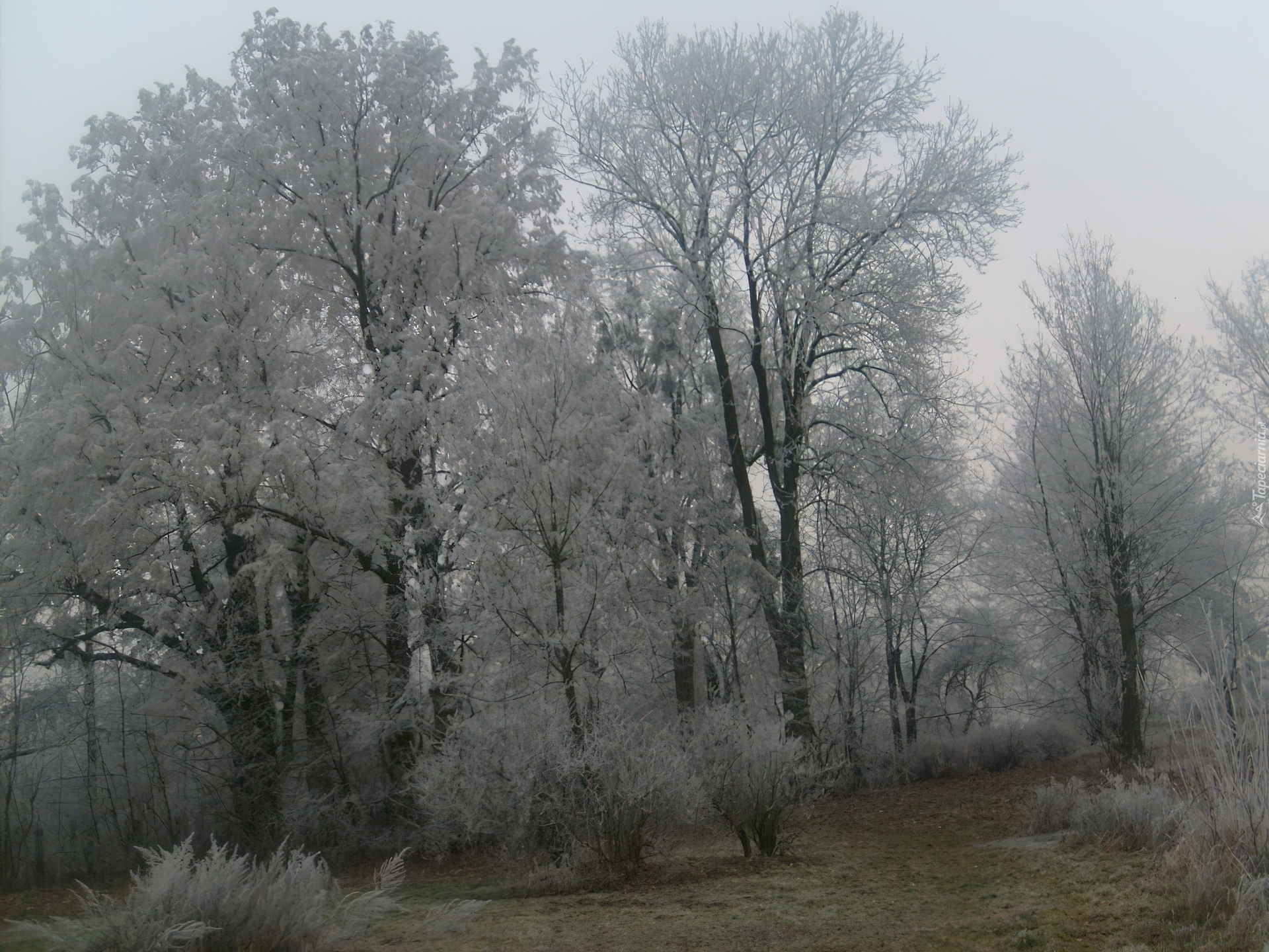 Białe, Drzewa, Zima