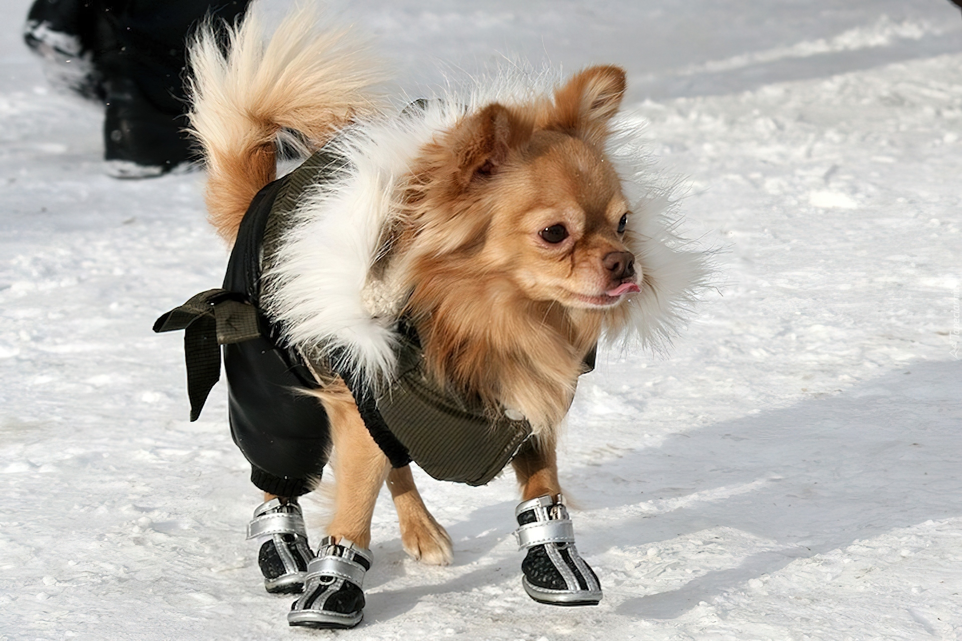 Pies, Buty, Śnieg, Chihuahua długowłosa