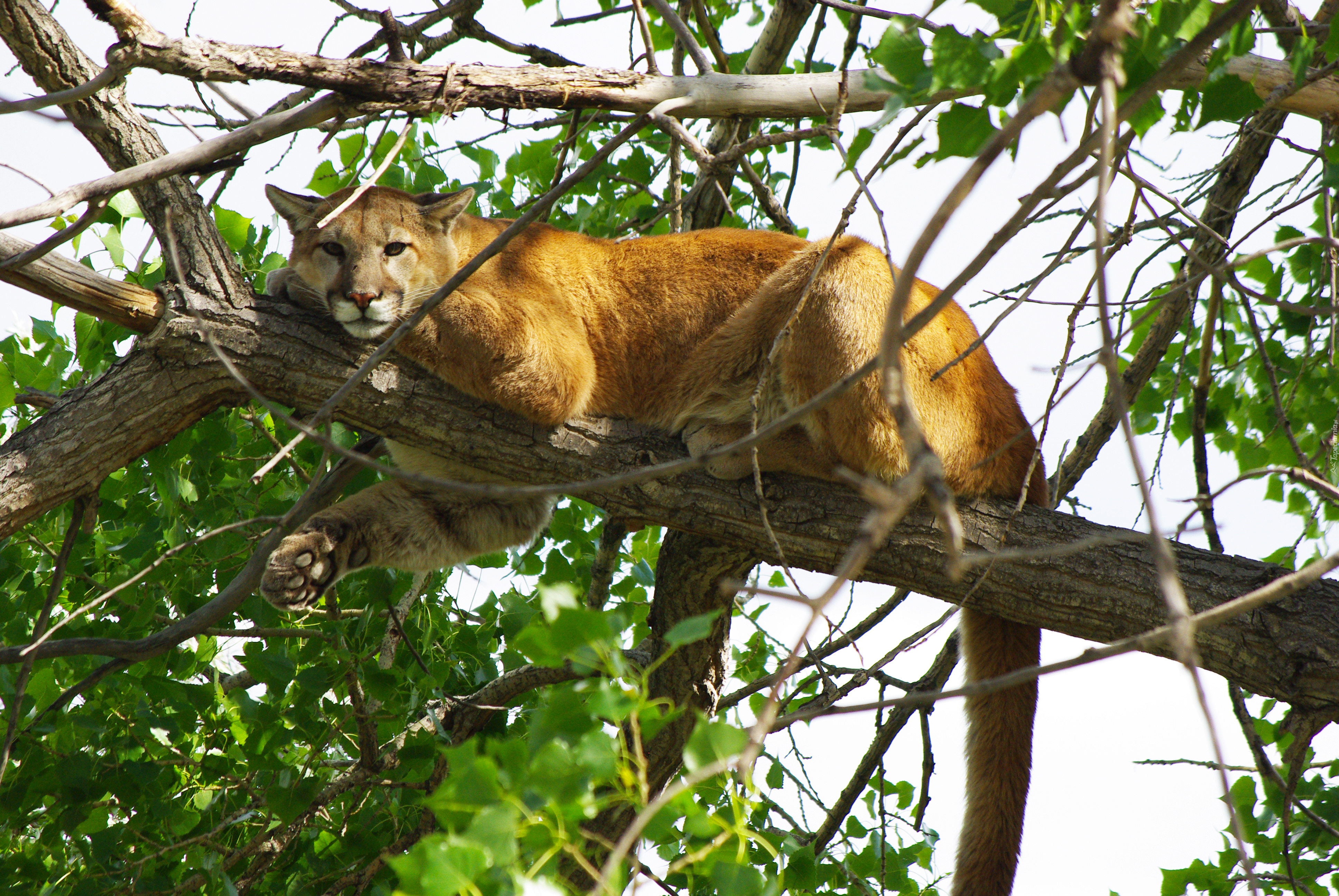 Puma, Gałęzie, Liście