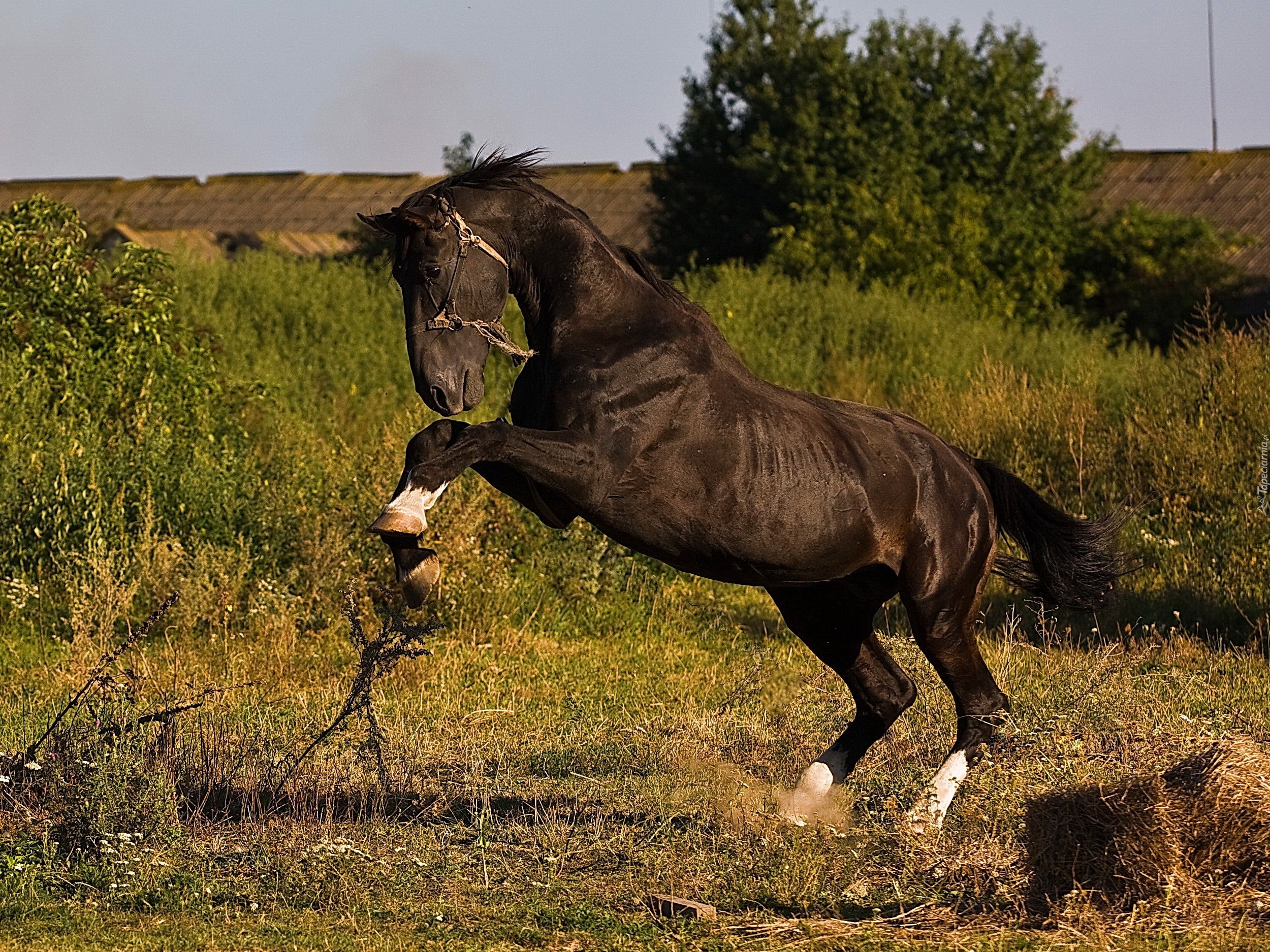 Piękny, Koń, Trawa