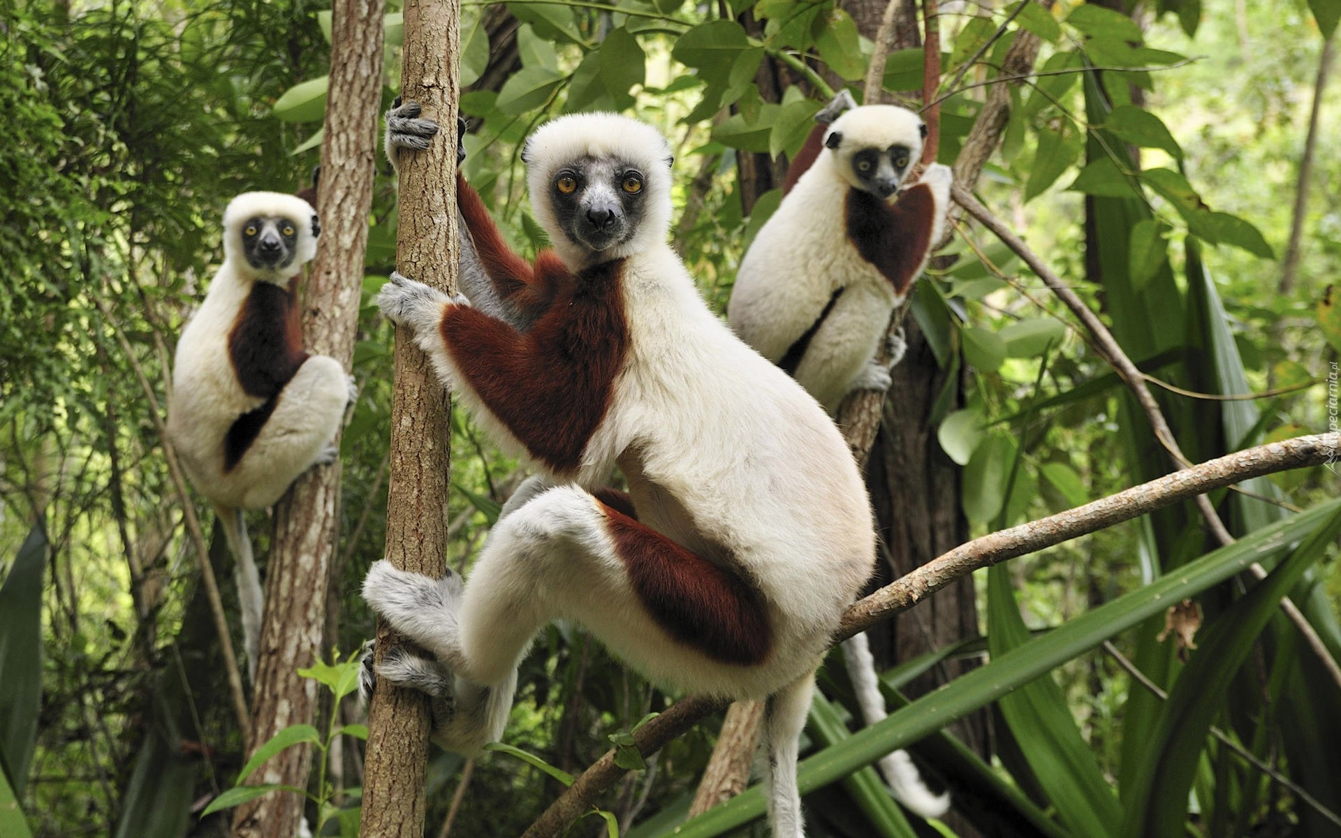 Lemury, Na, Drzewie