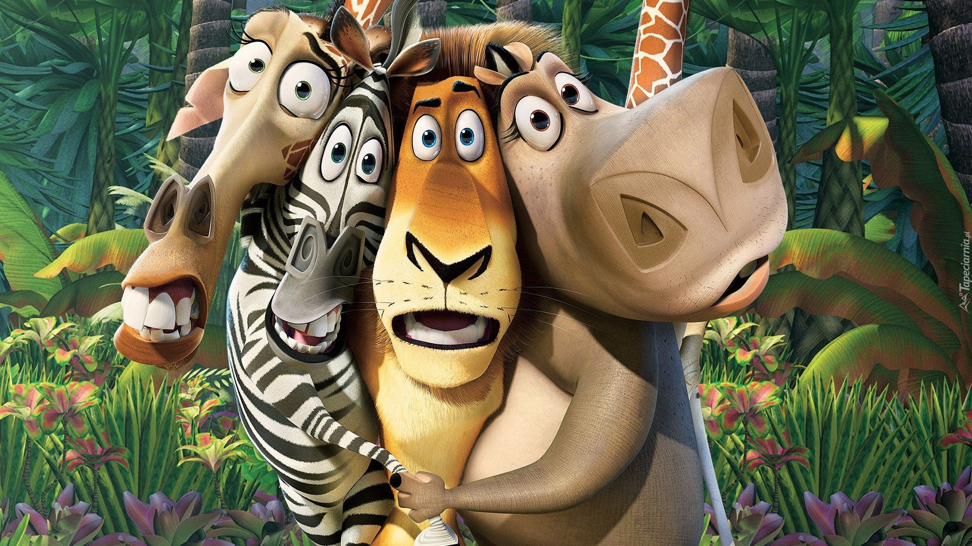 Film, Animowany, Madagaskar, Postacie