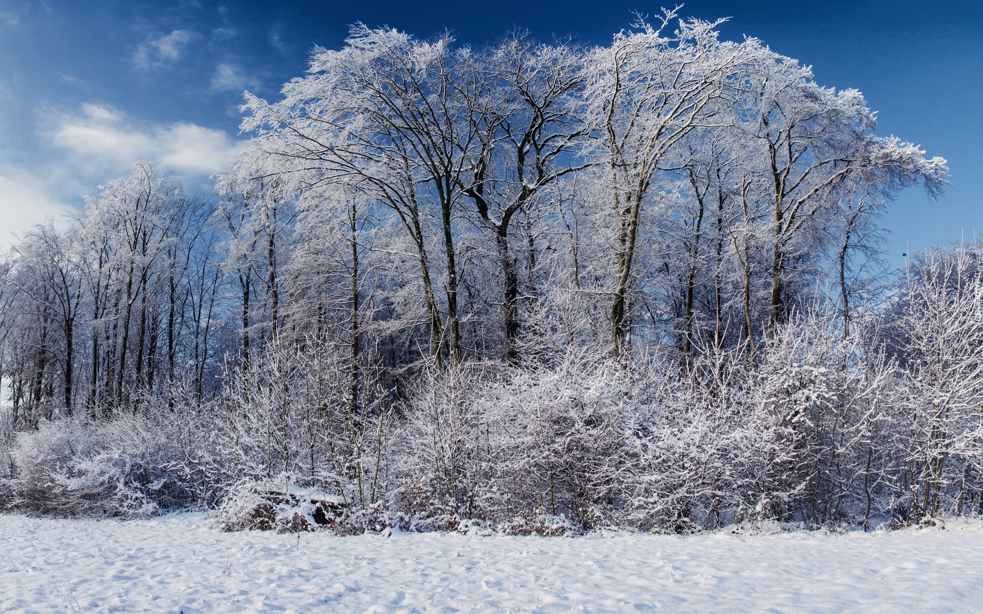 Drzewa, Krzewy, Śnieg, Zima
