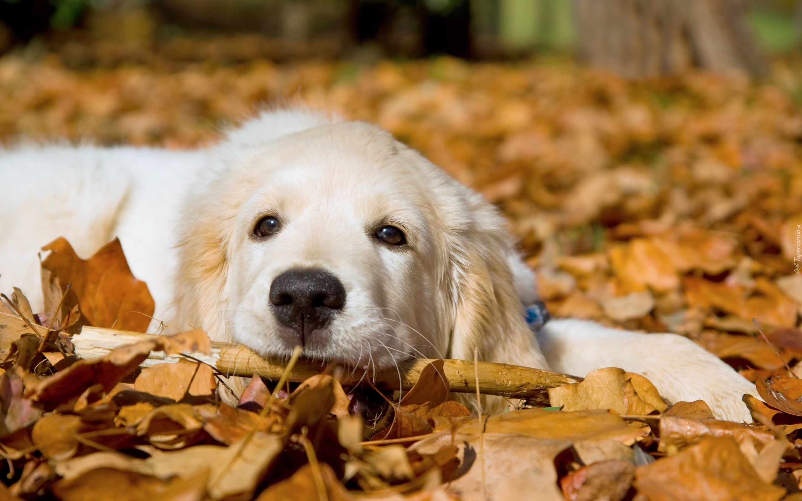 Pies, Golden Retriever, Liście, Jesień