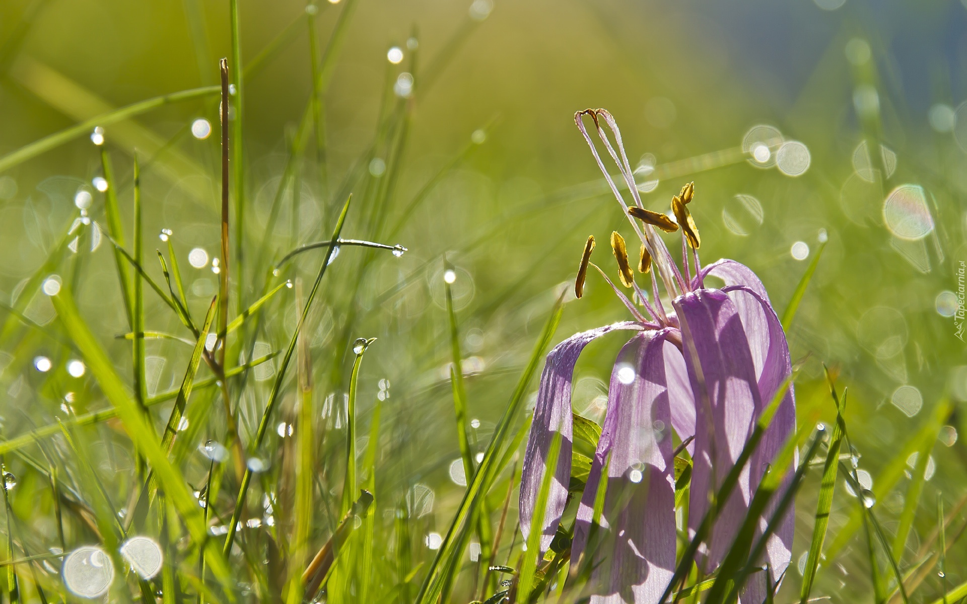 Przekwitnięty, Krokus, Trawa, Krople, Wody