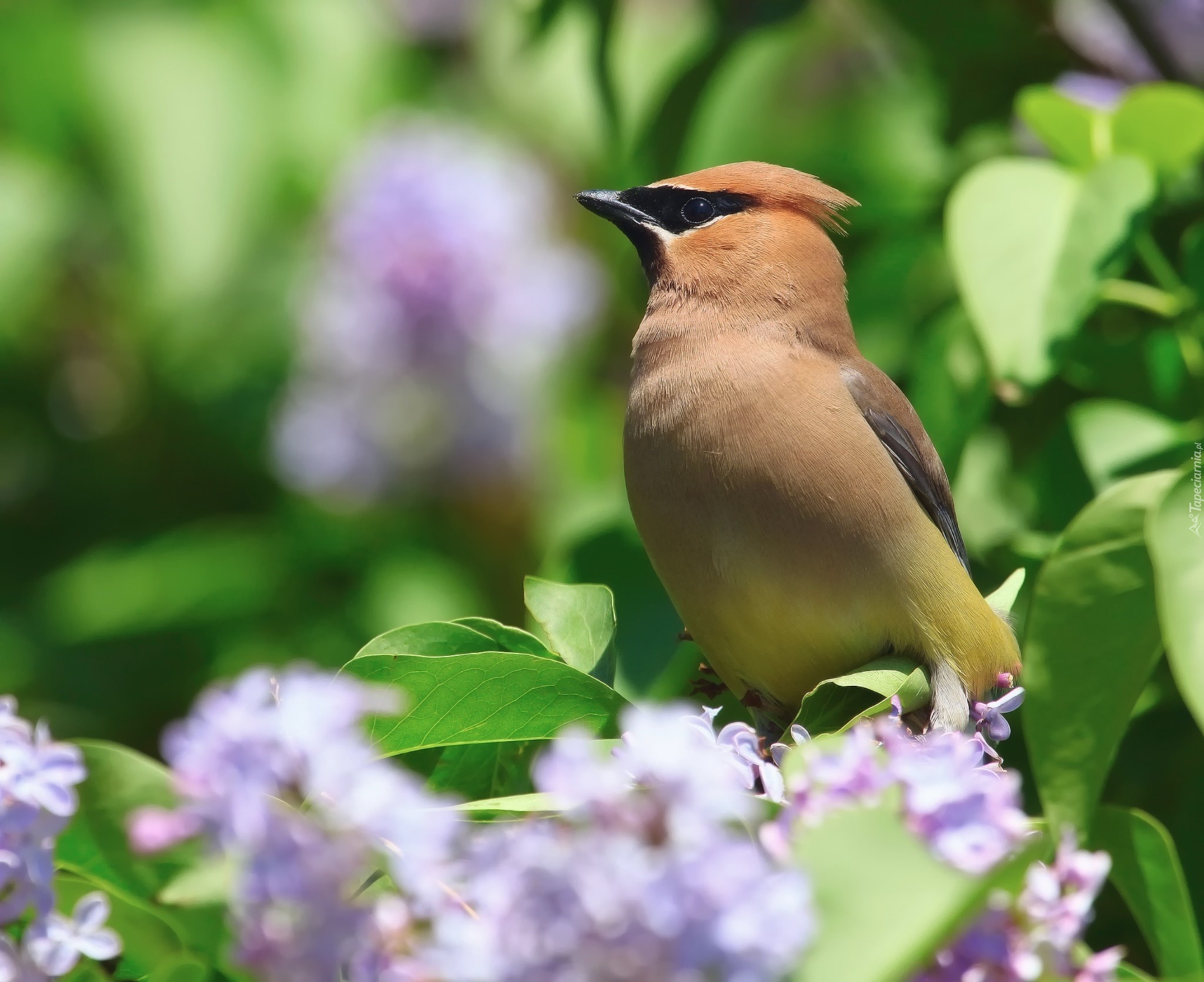 природа птицы синие животные цветы сирень без смс