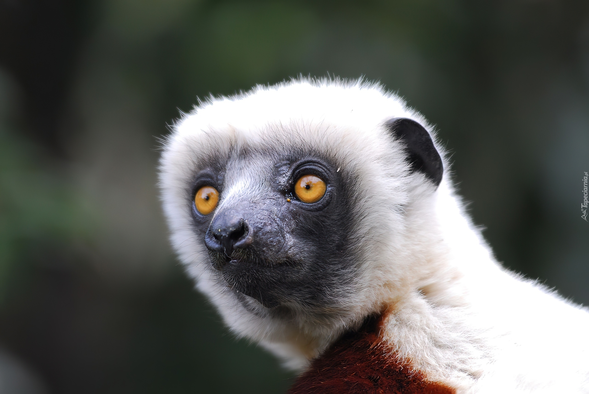 Lemur, Głowa, Oczy