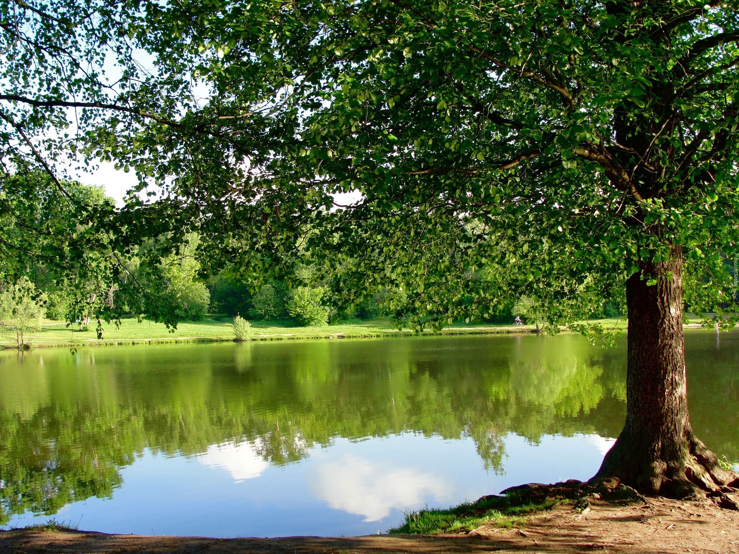 Park, Jezioro, Drzewa