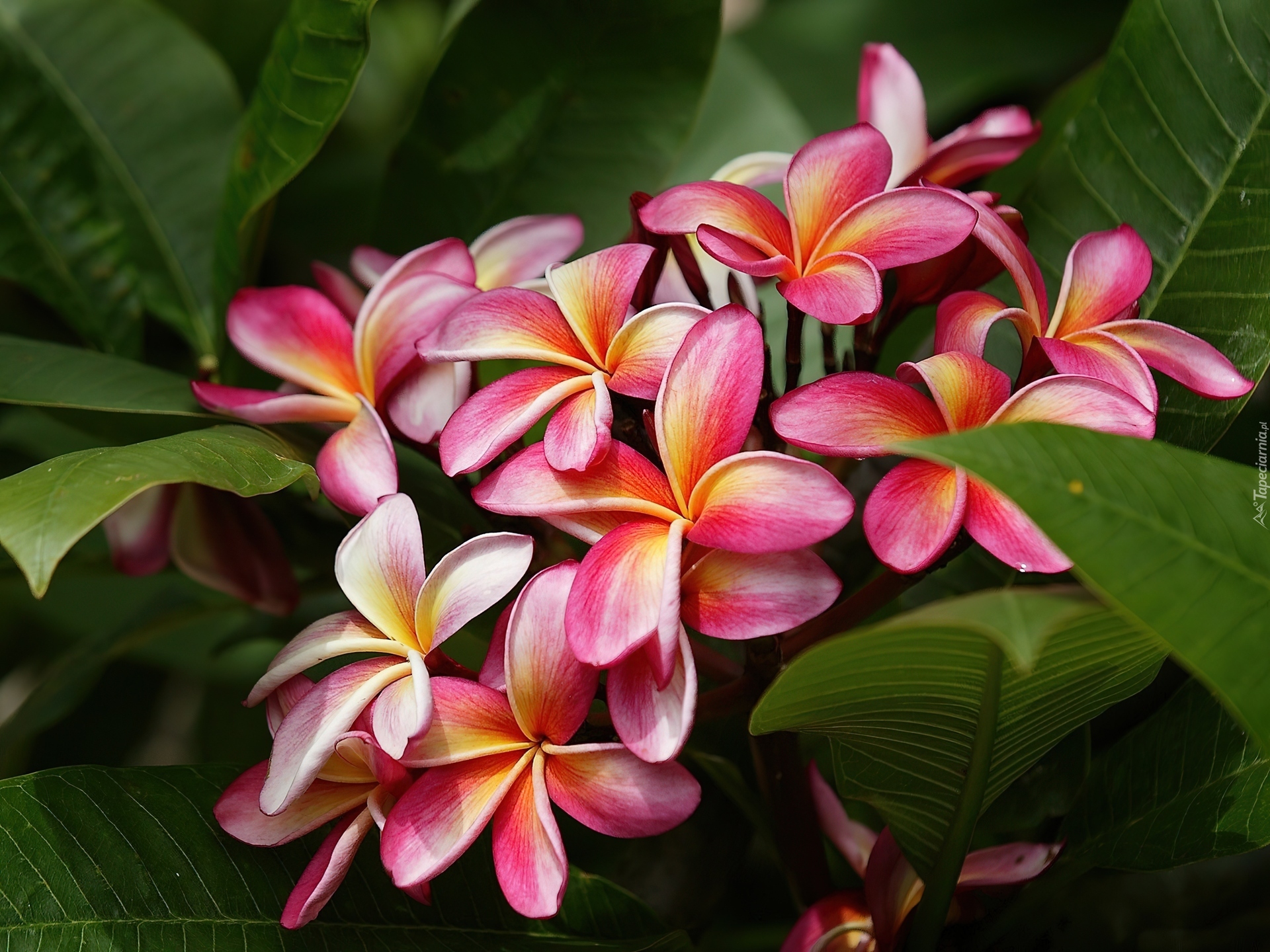 Kwiat, Plumeria