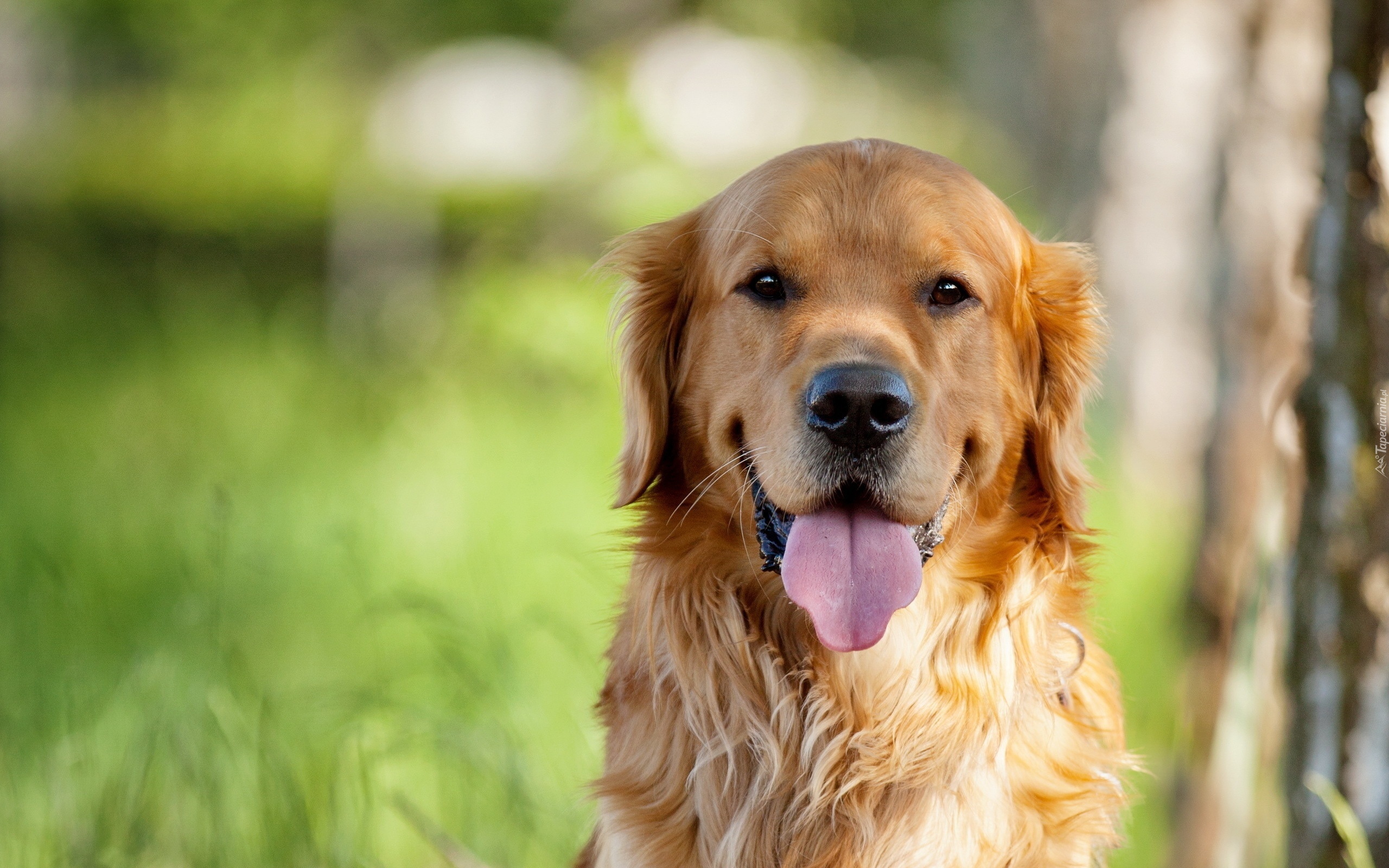 Pies, Golden, Retriever