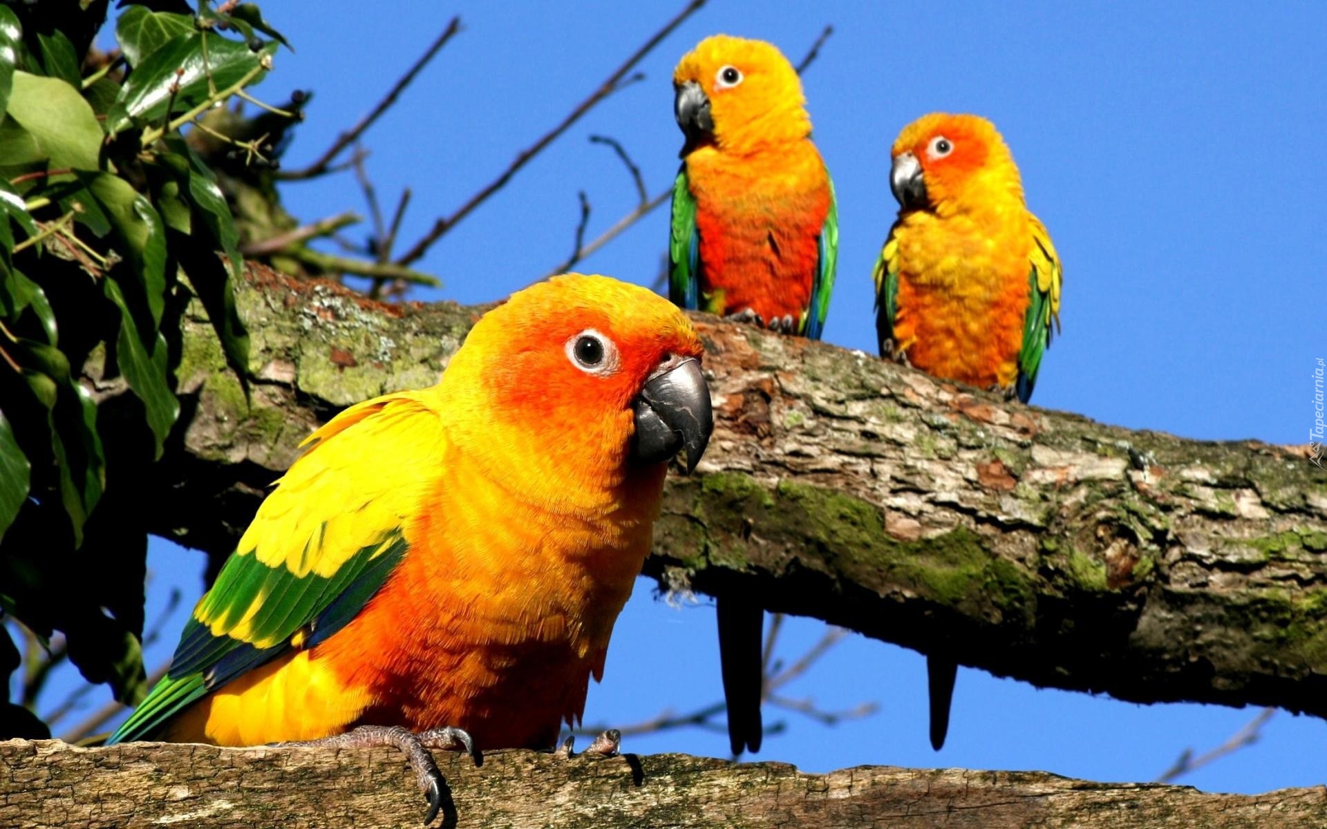 Papugi, Kolorowe, Drzewo, Liście