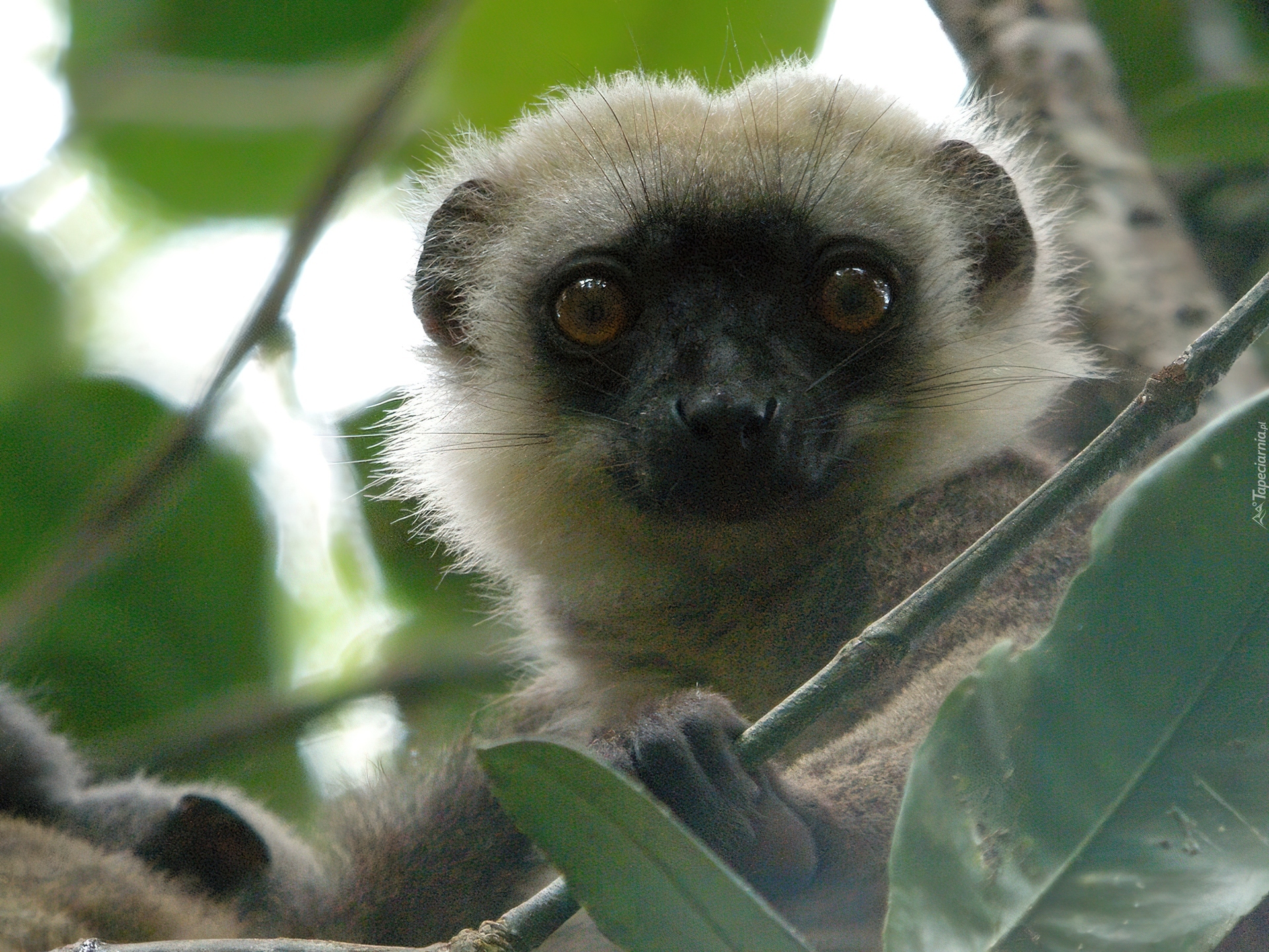 Lemur, Listki