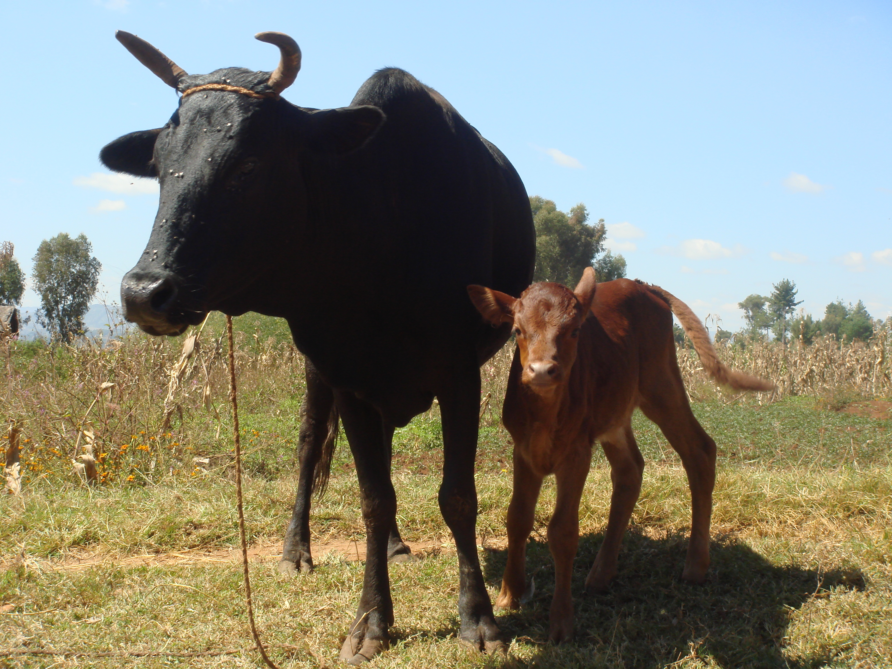 Zebu, Mama, Cielątko