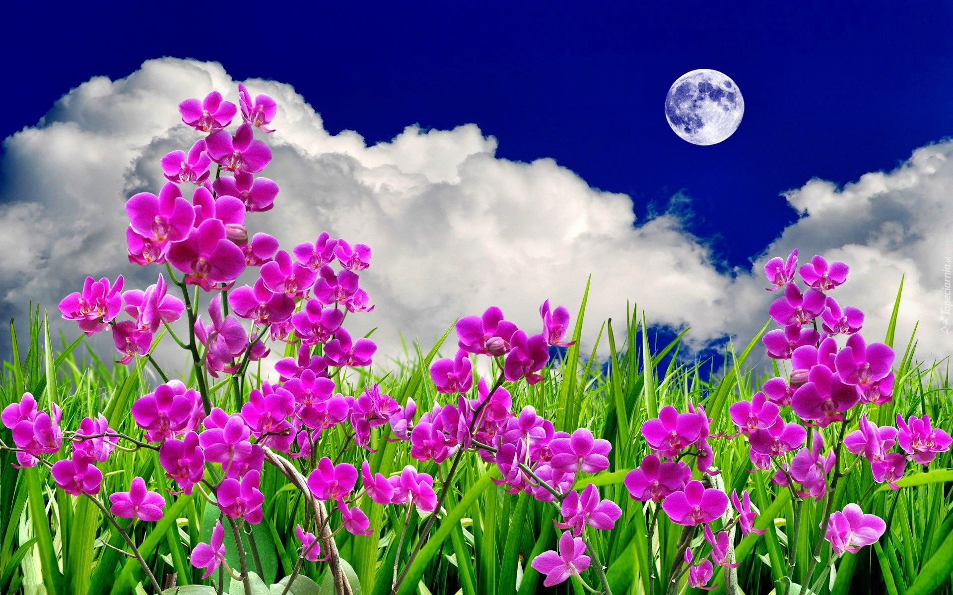 Kwiaty, Storczyki, Chmury, Księżyc