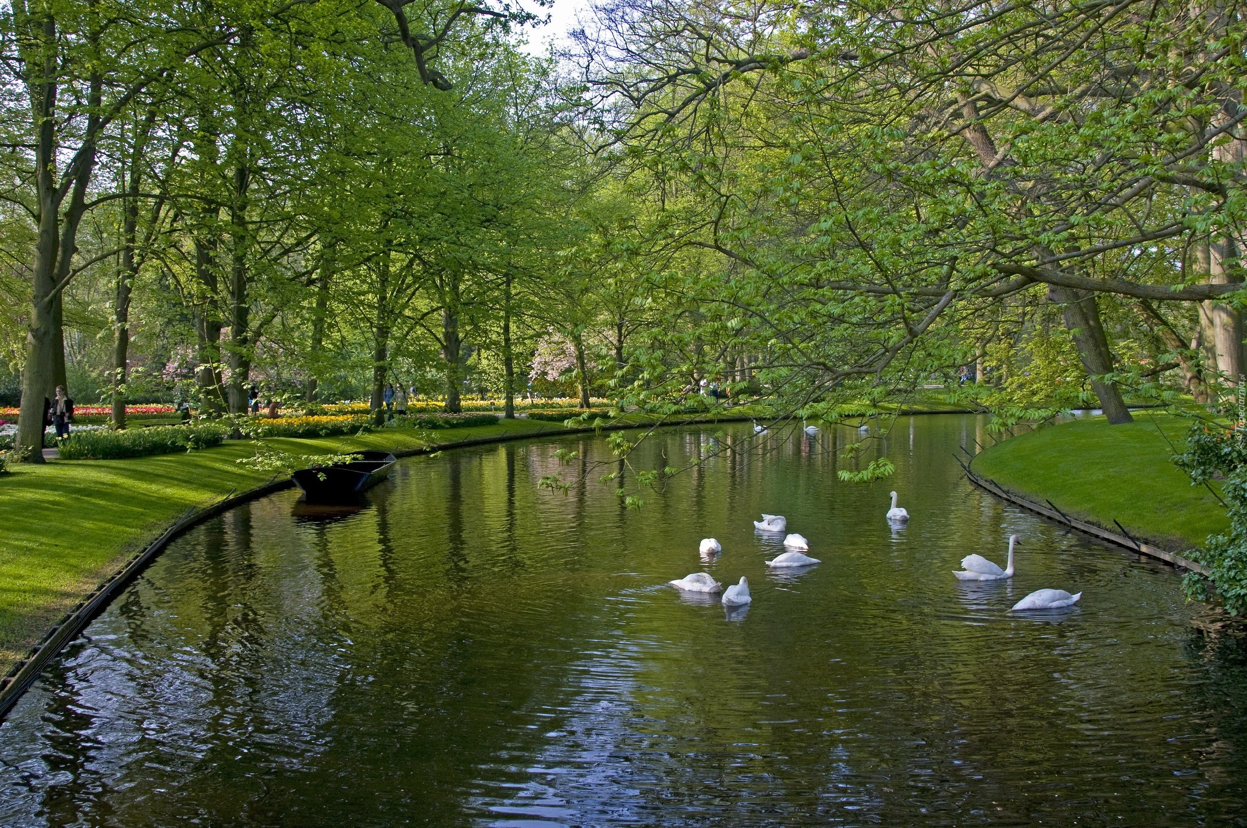 Park, Wiosna, Rzeka, Łabędzie