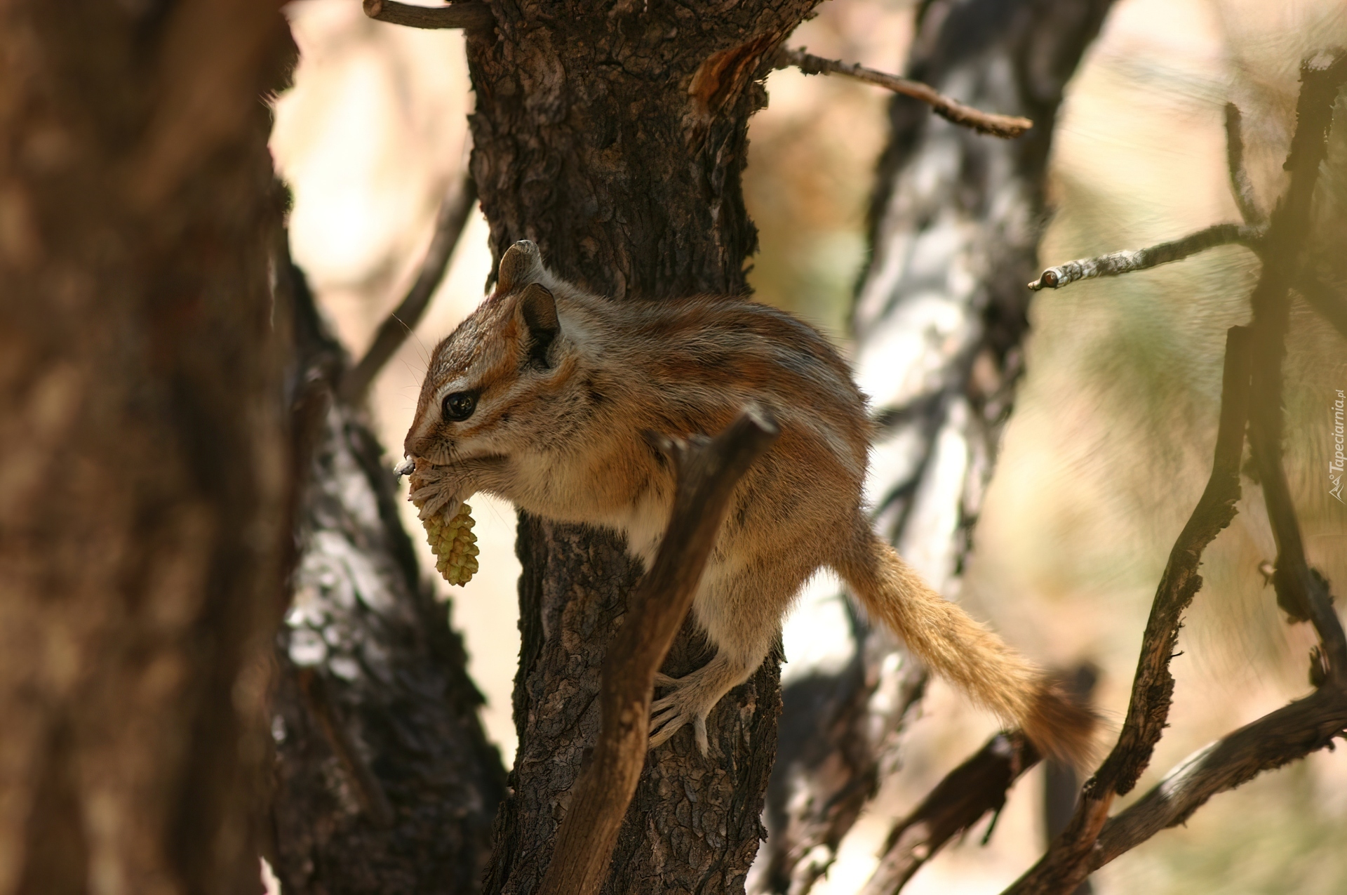 Wiewiórka, Chipmunk, Drzewo