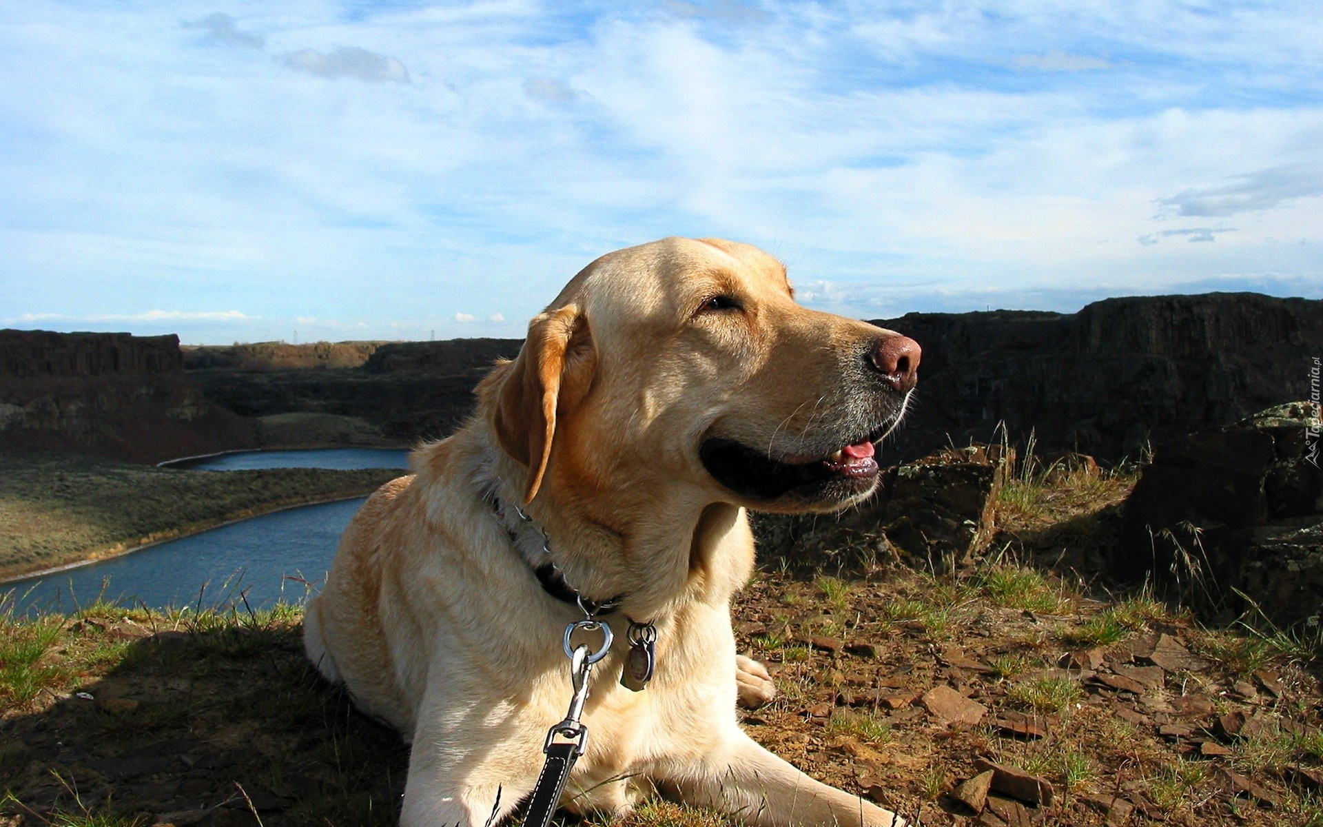 Pies, Labrador Retriever