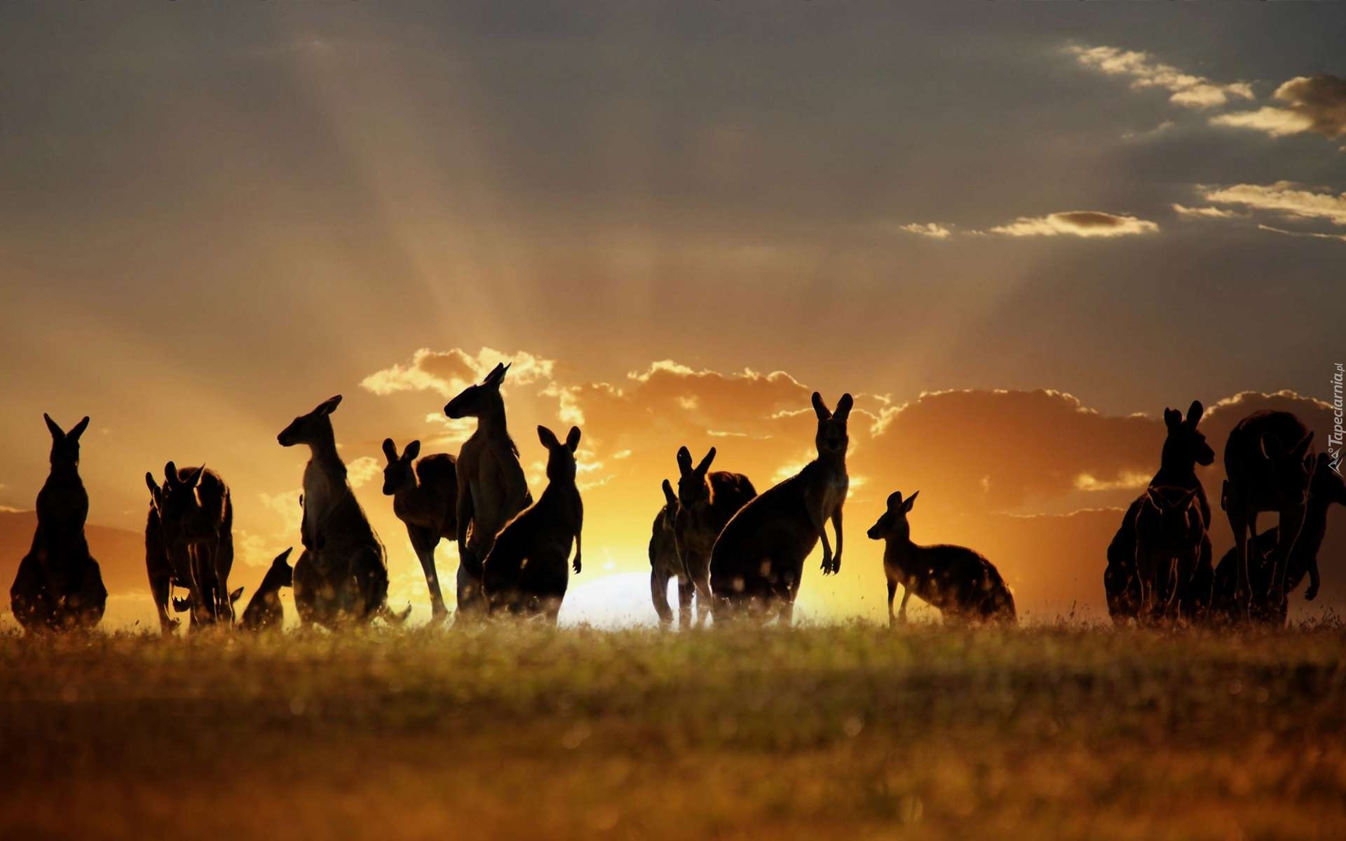 Kangury, Wschód Słońca, Chmury