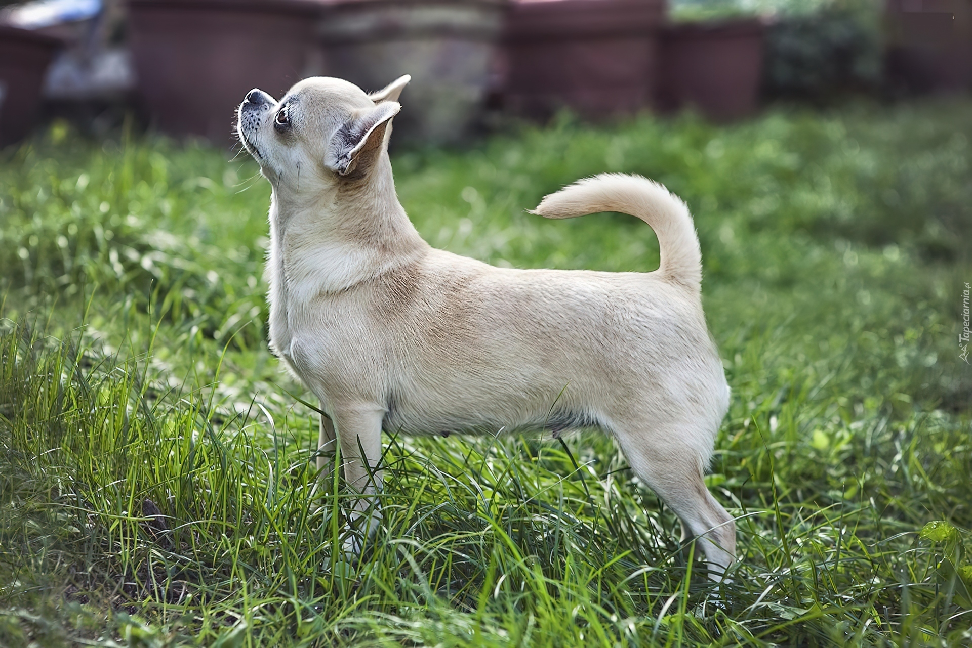 Piesek, Chihuahua, Trawa