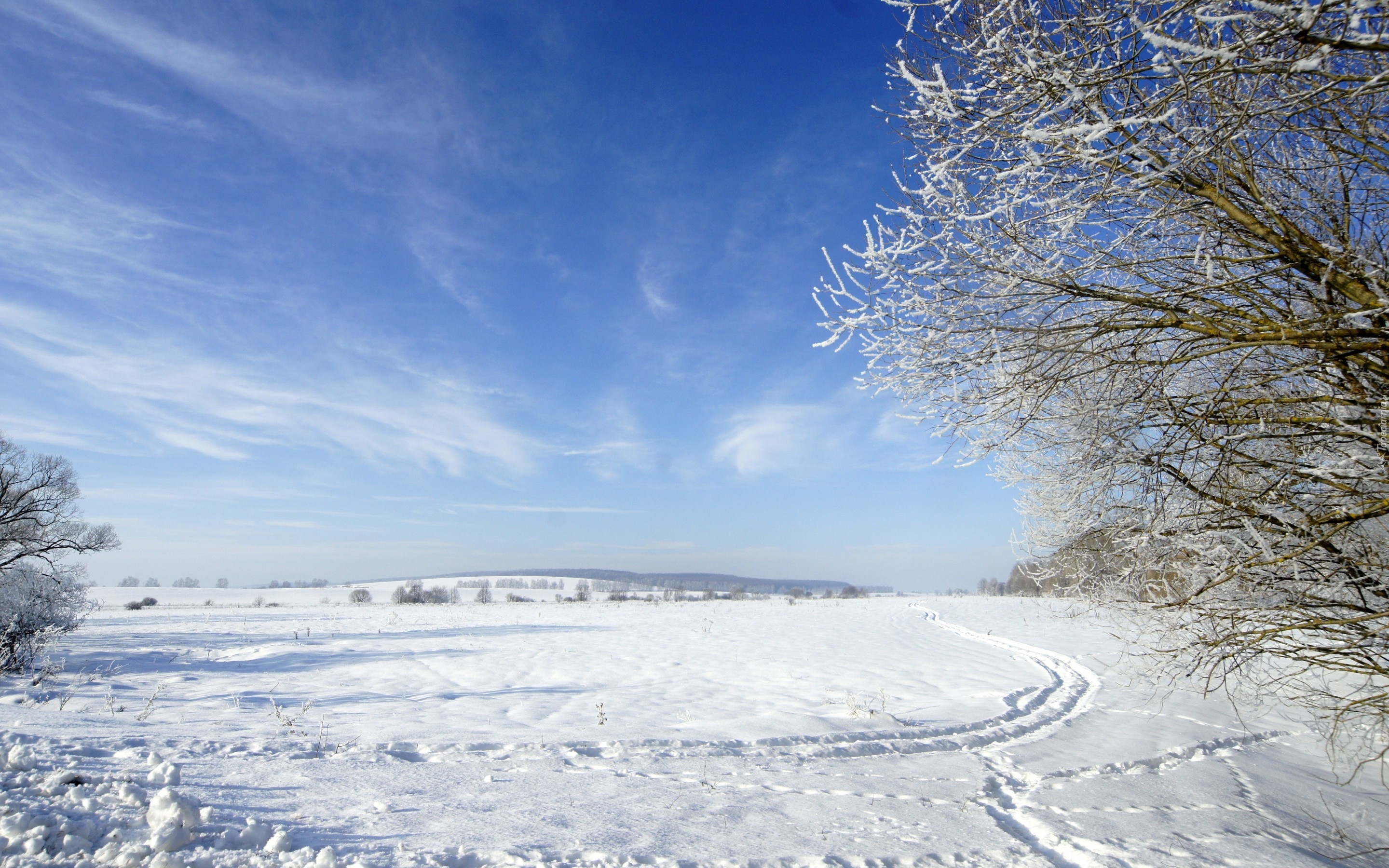 Niebo, Drzewo, Śnieg, Zima