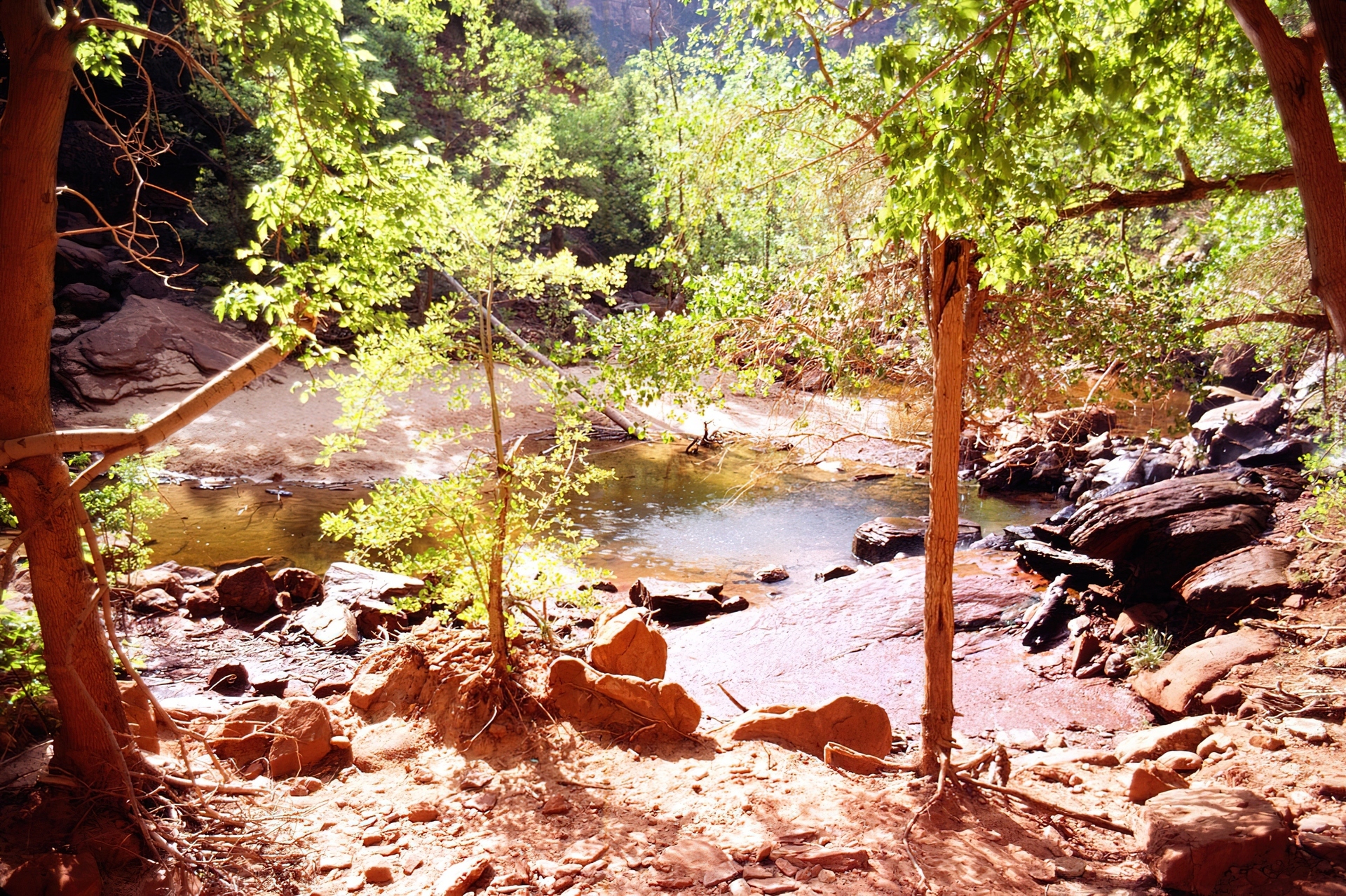 Stany Zjednoczone, Park Narodowy Zion, Rzeka, Kamienie, Drzewa