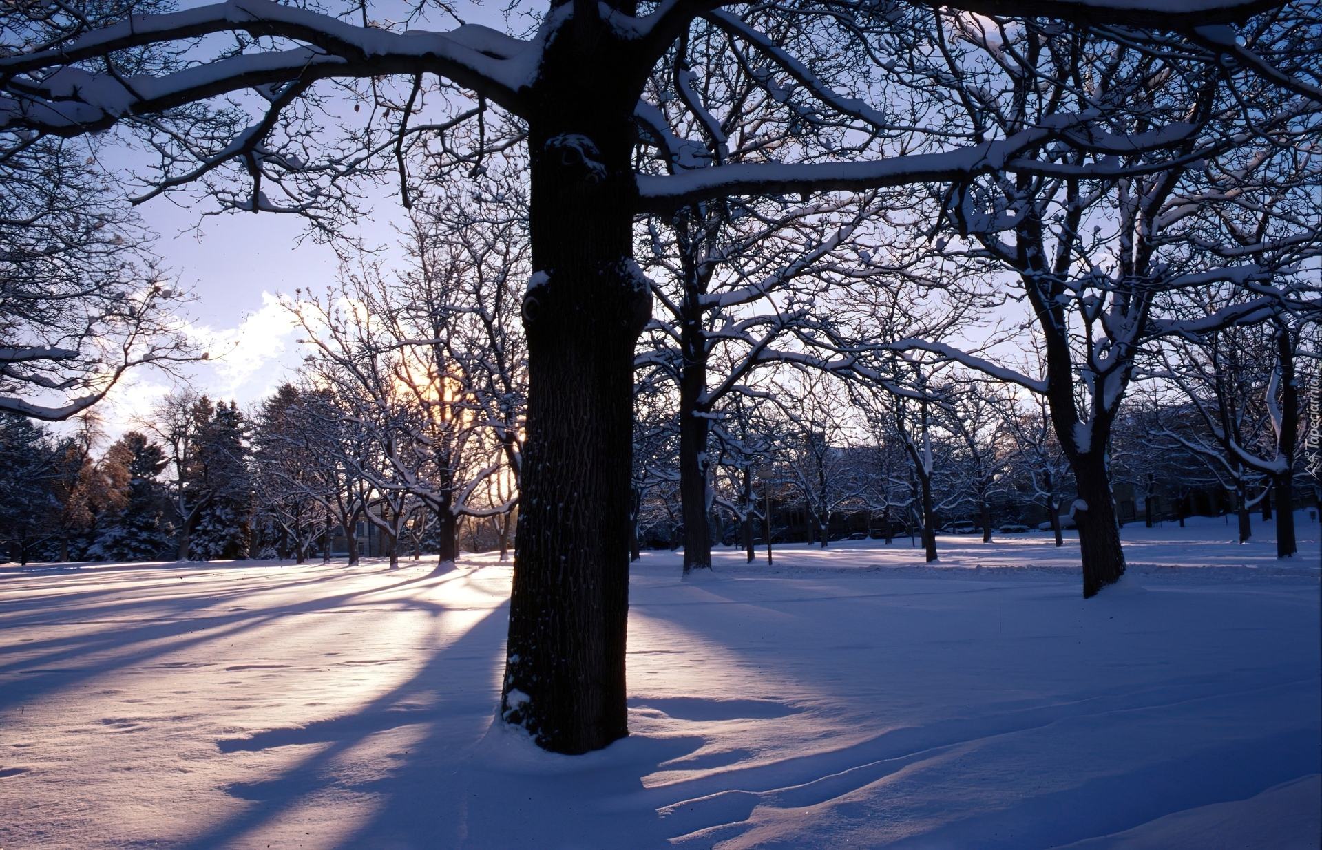 Zima, Drzewa, Przebijające Światło