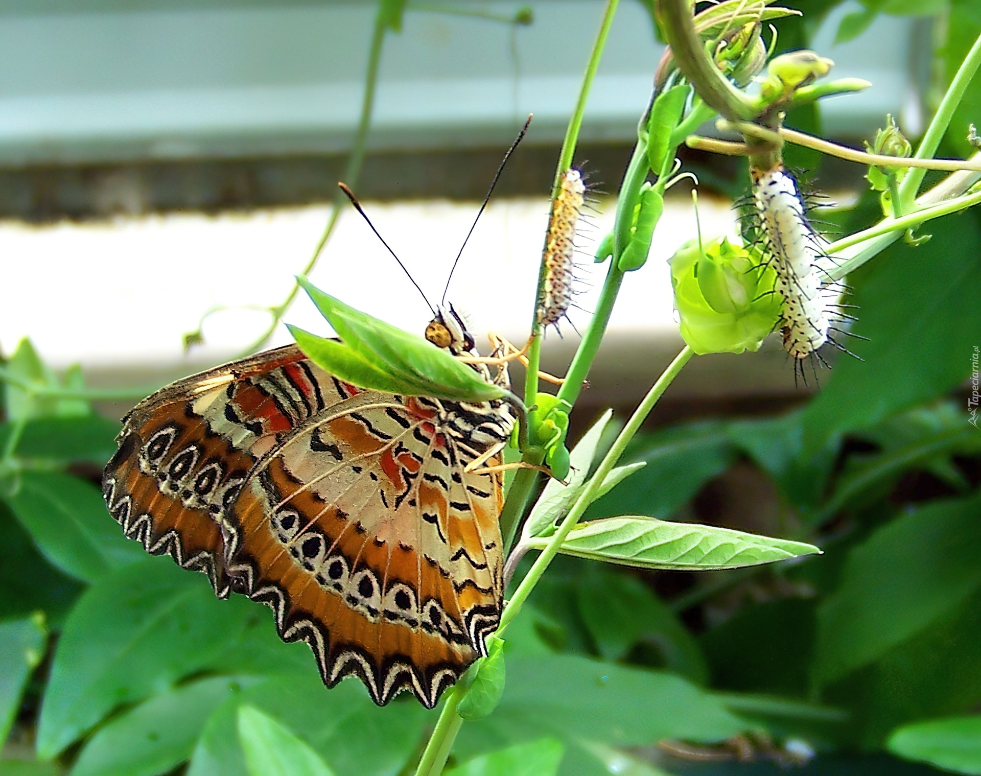 Motyl, Roślinka