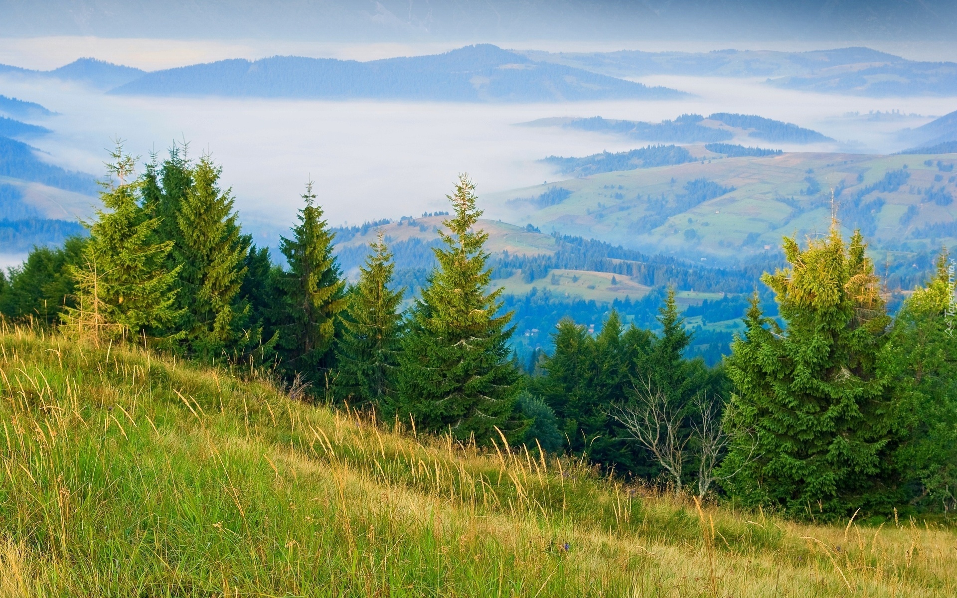 Góry, Lasy, Mgła, Panorama