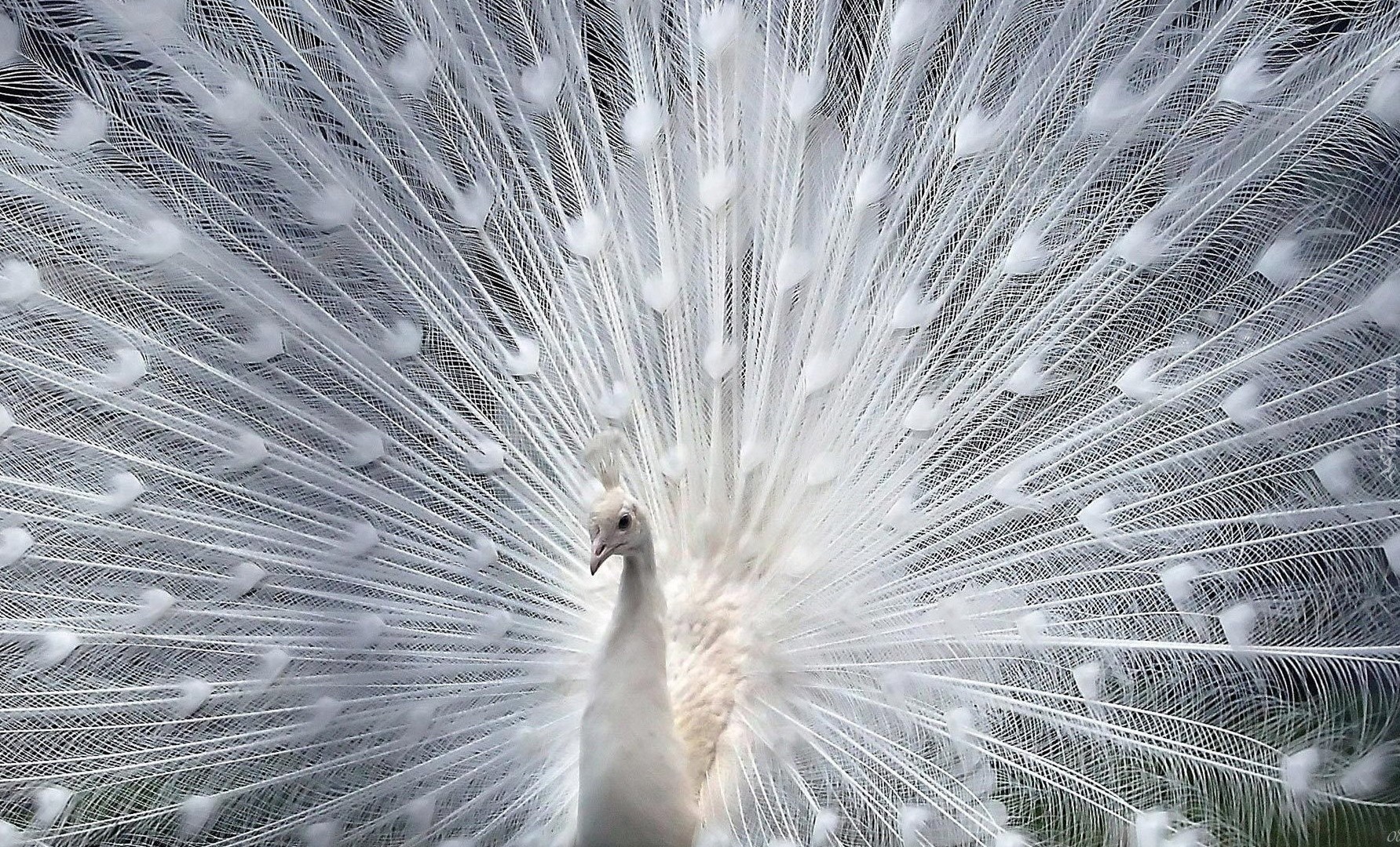 Paw