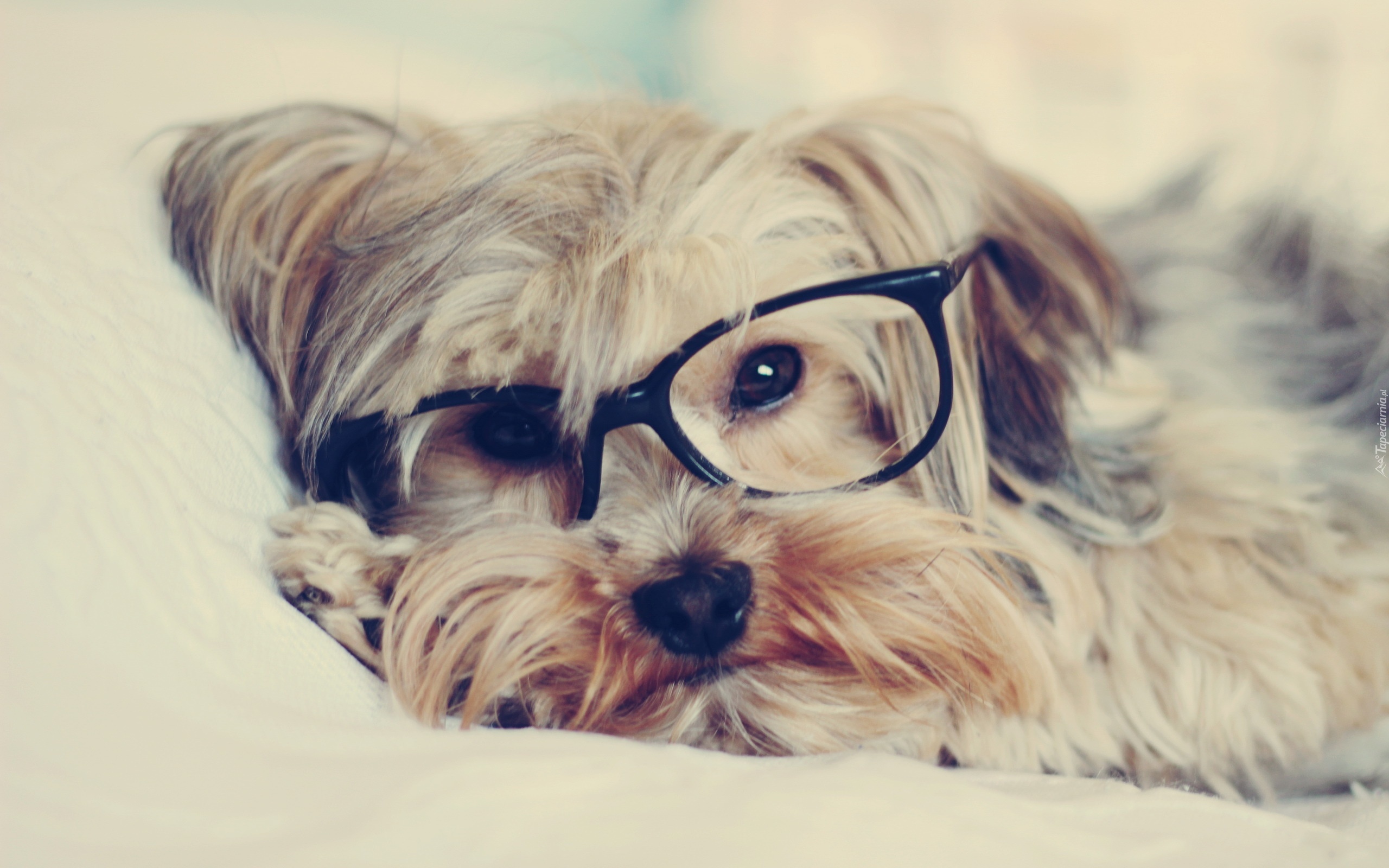 Pies, Okulary, Yorkshire Terrier