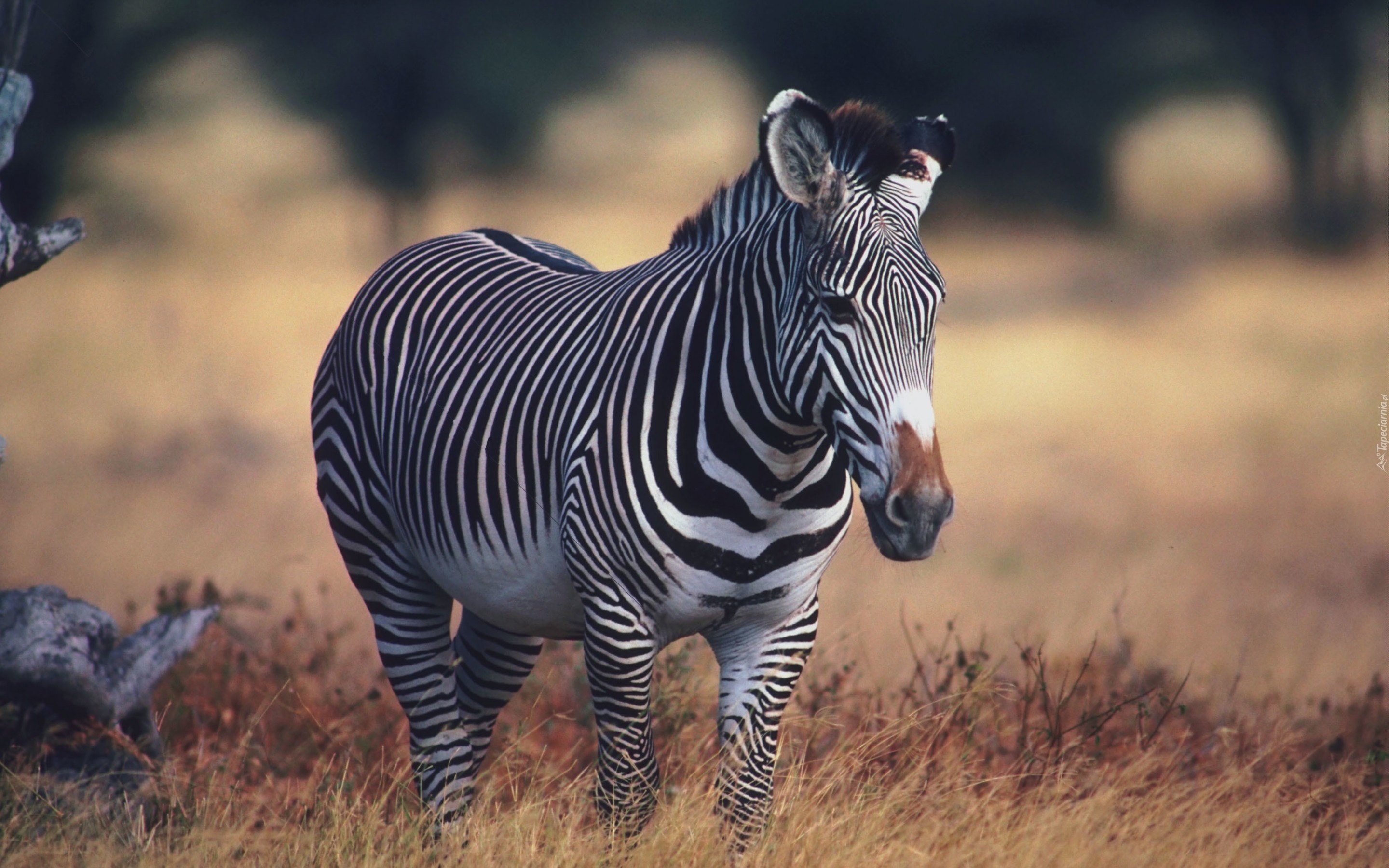 Zebra, Trawa