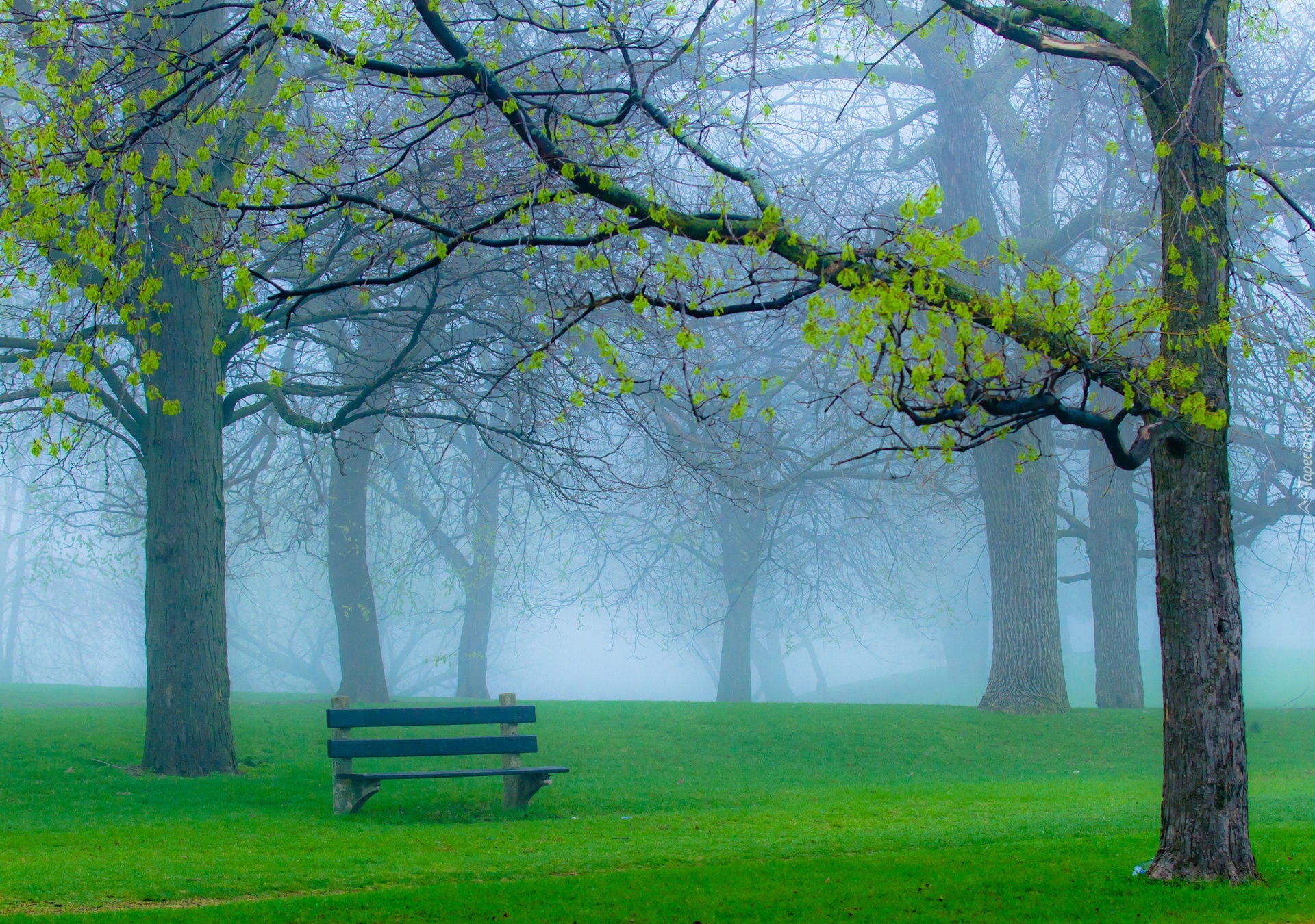 Park, Drzewa, Ławka, Mgła