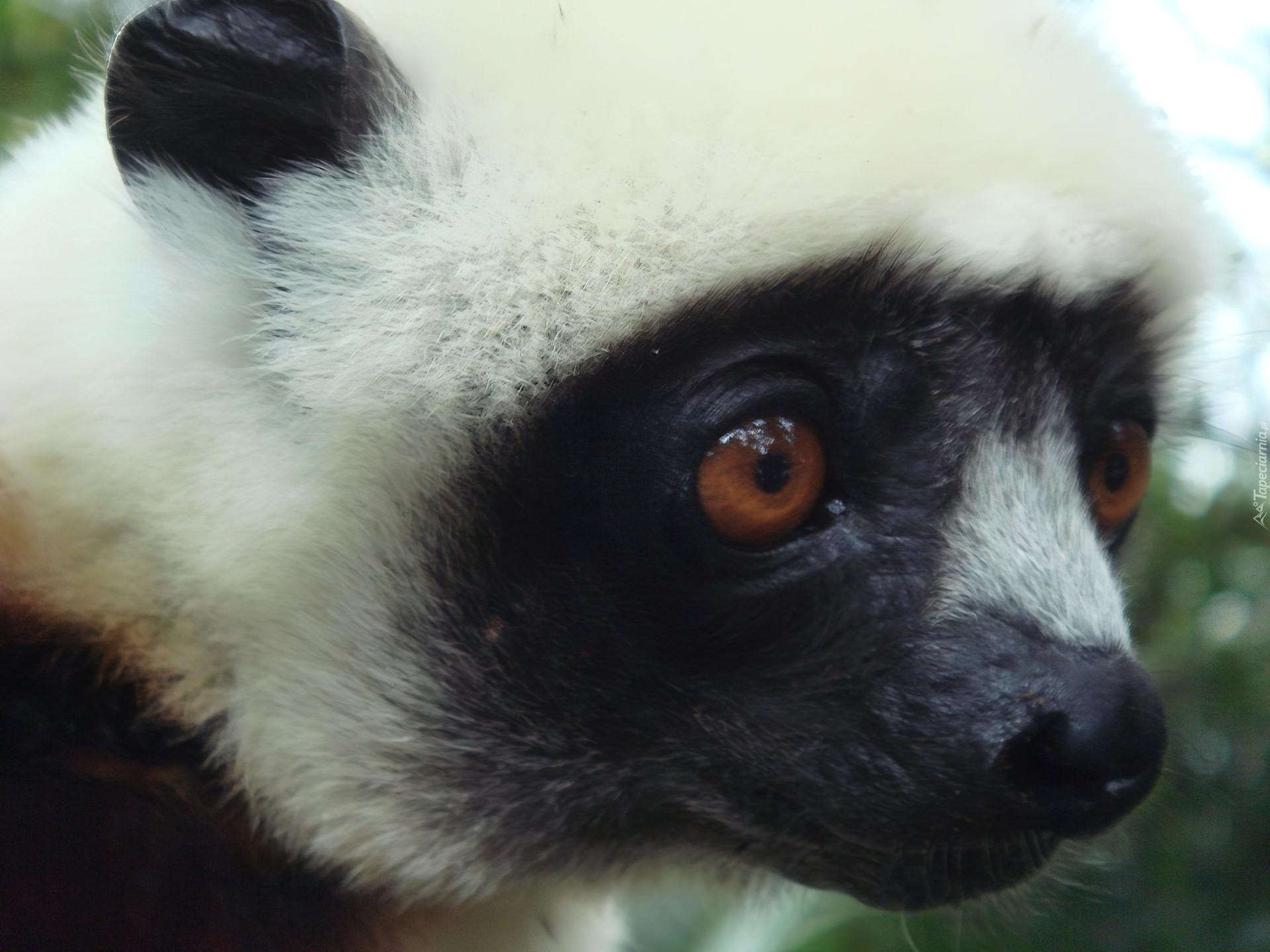 Lemur, Sifaka, Głowa