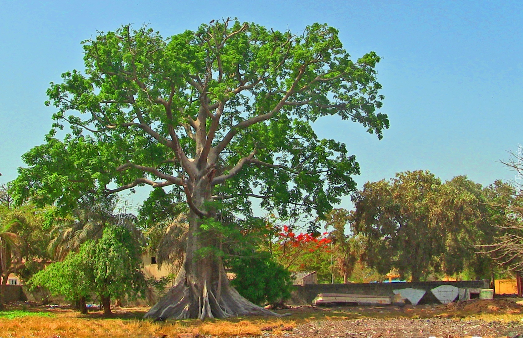 Baobab