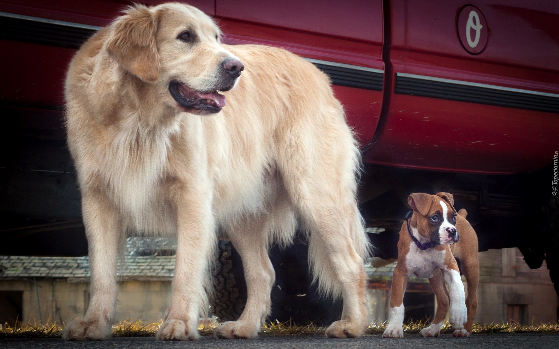 Dwa, Psy, Bokser, Golden Retriever