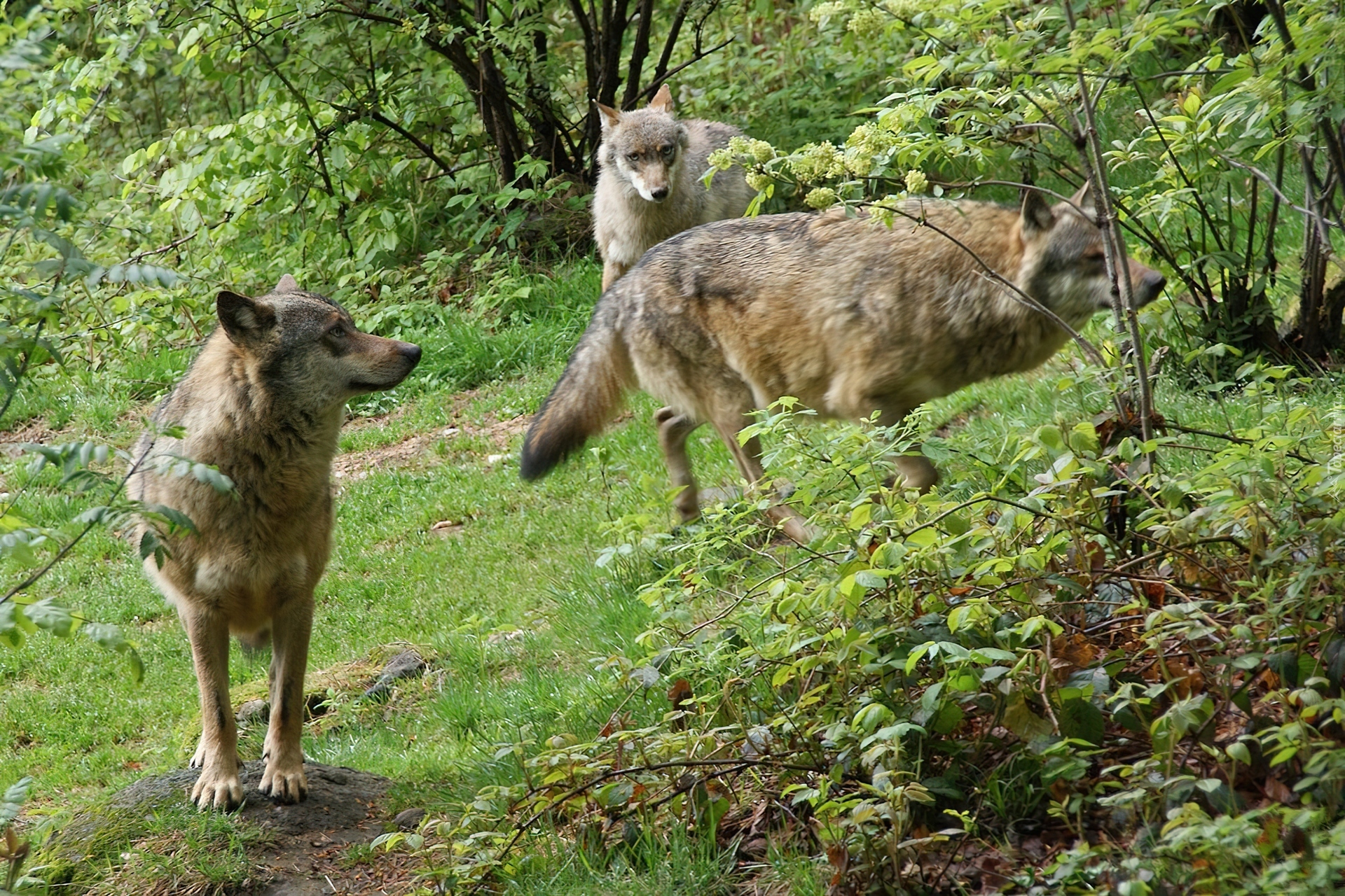 Szare, Wilki, Roślinność